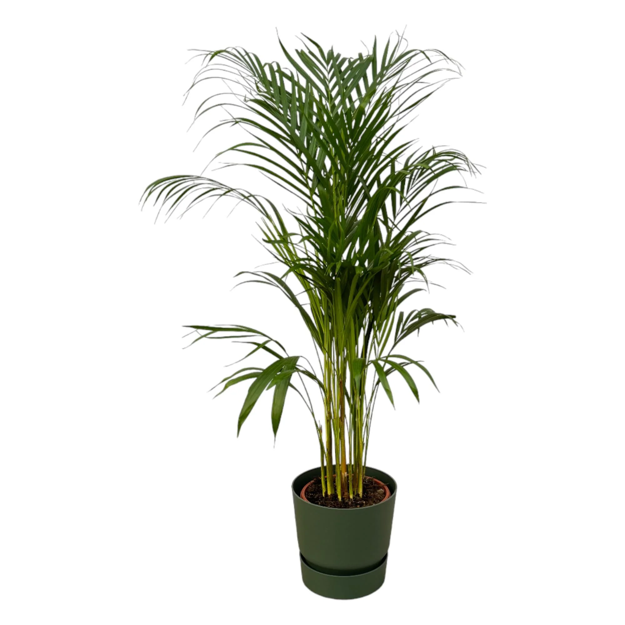 Areca-Palme in einem modernen Raum