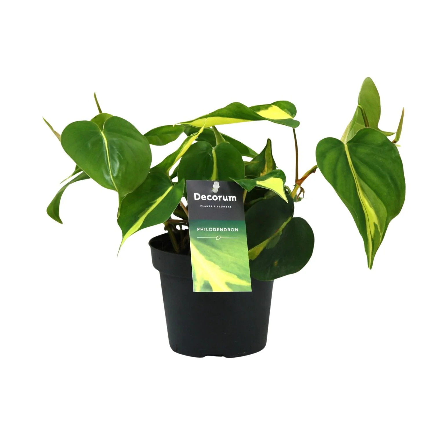Philodendron Brasil Scandens