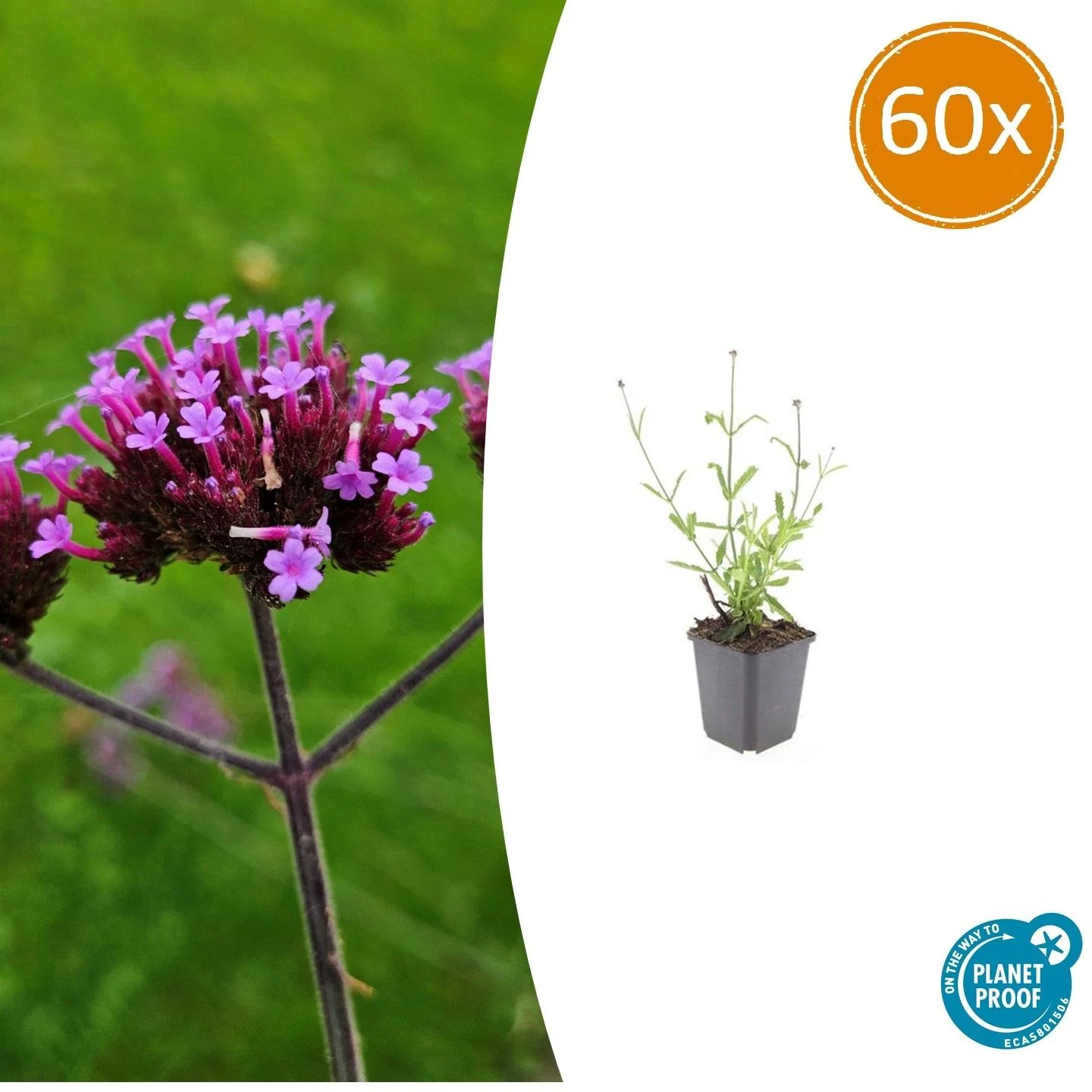 Verbena bonariensis 'Lollipop'