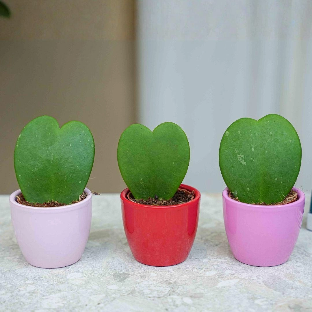 Detailaufnahme: Herzförmige Blätter der Hoya Kerrii in rosa und roten Töpfen