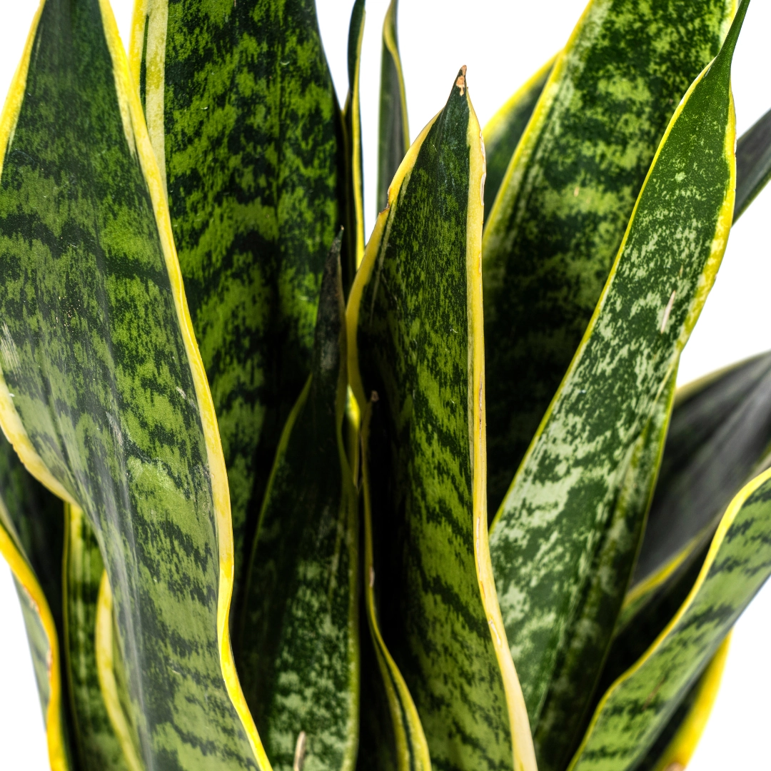 Sansevieria Trifasciata Futura Superba in voller Pracht