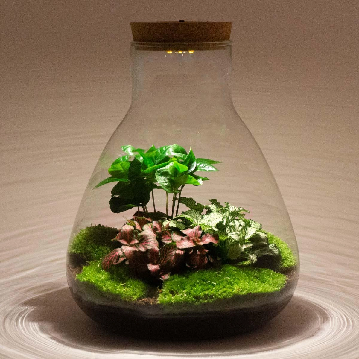 Blick auf das dekorativ gestaltete Terrarium