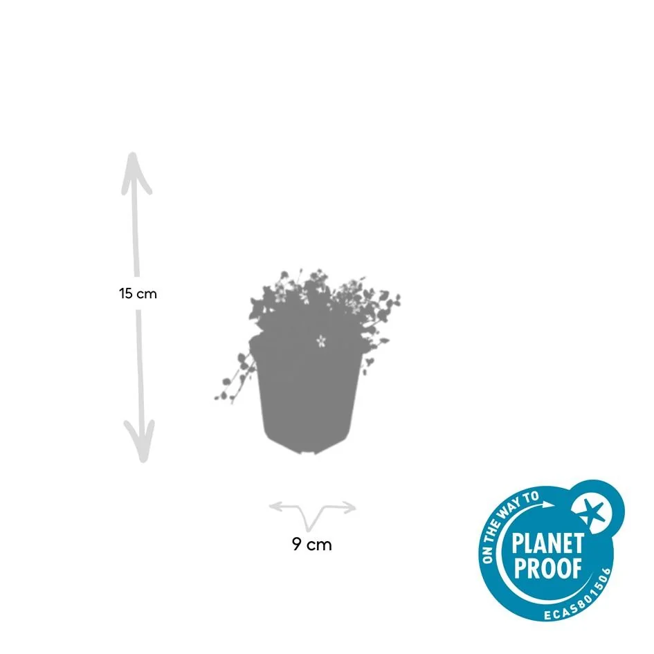 Isotoma fluviatilis 'Alba' in voller Blüte