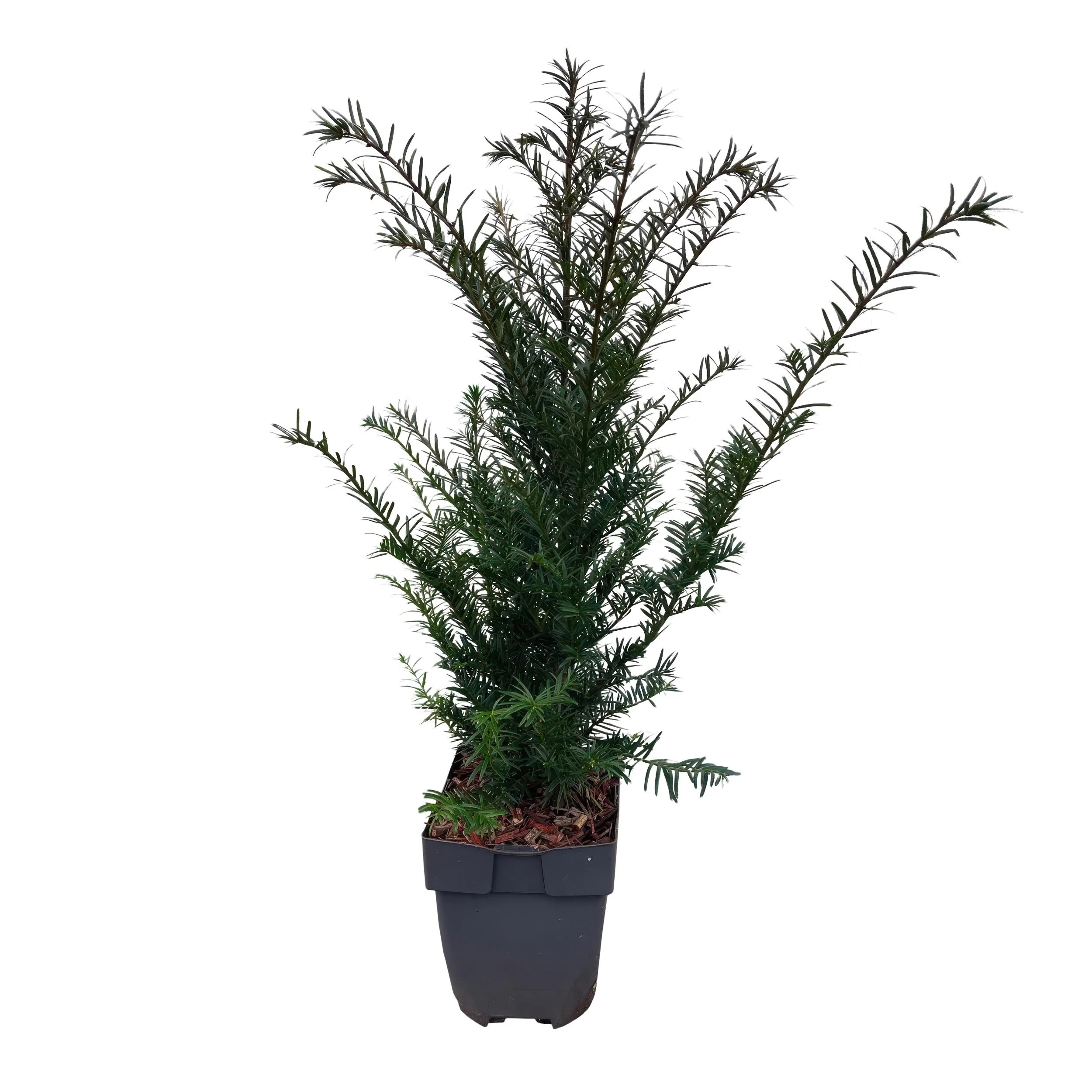 Taxus Baccata – Detailansicht