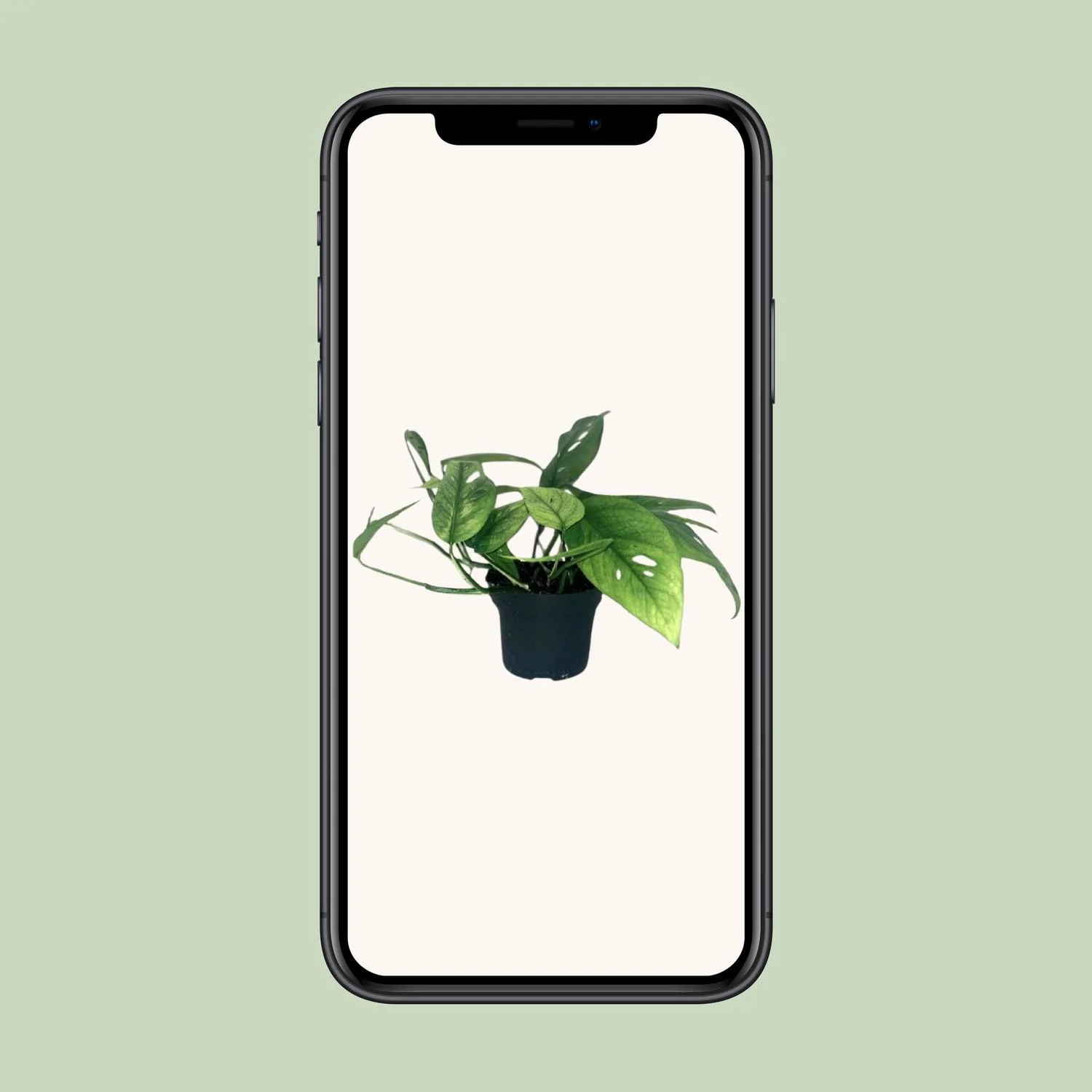 Goldener Efeu in der Innenraumgestaltung