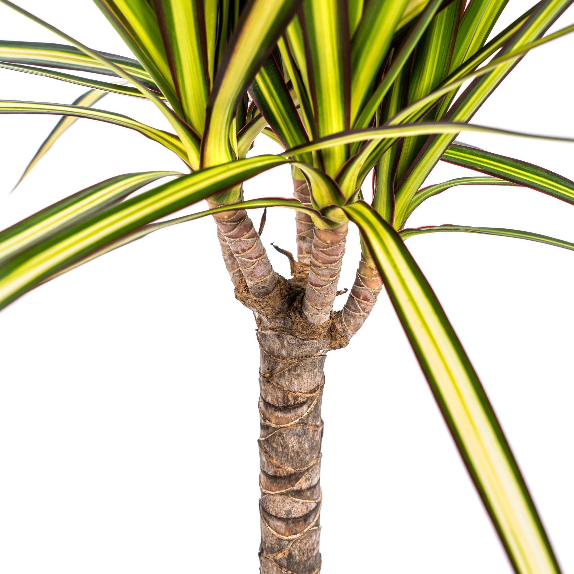 Detailaufnahme der Dracaena Marginata Sunray