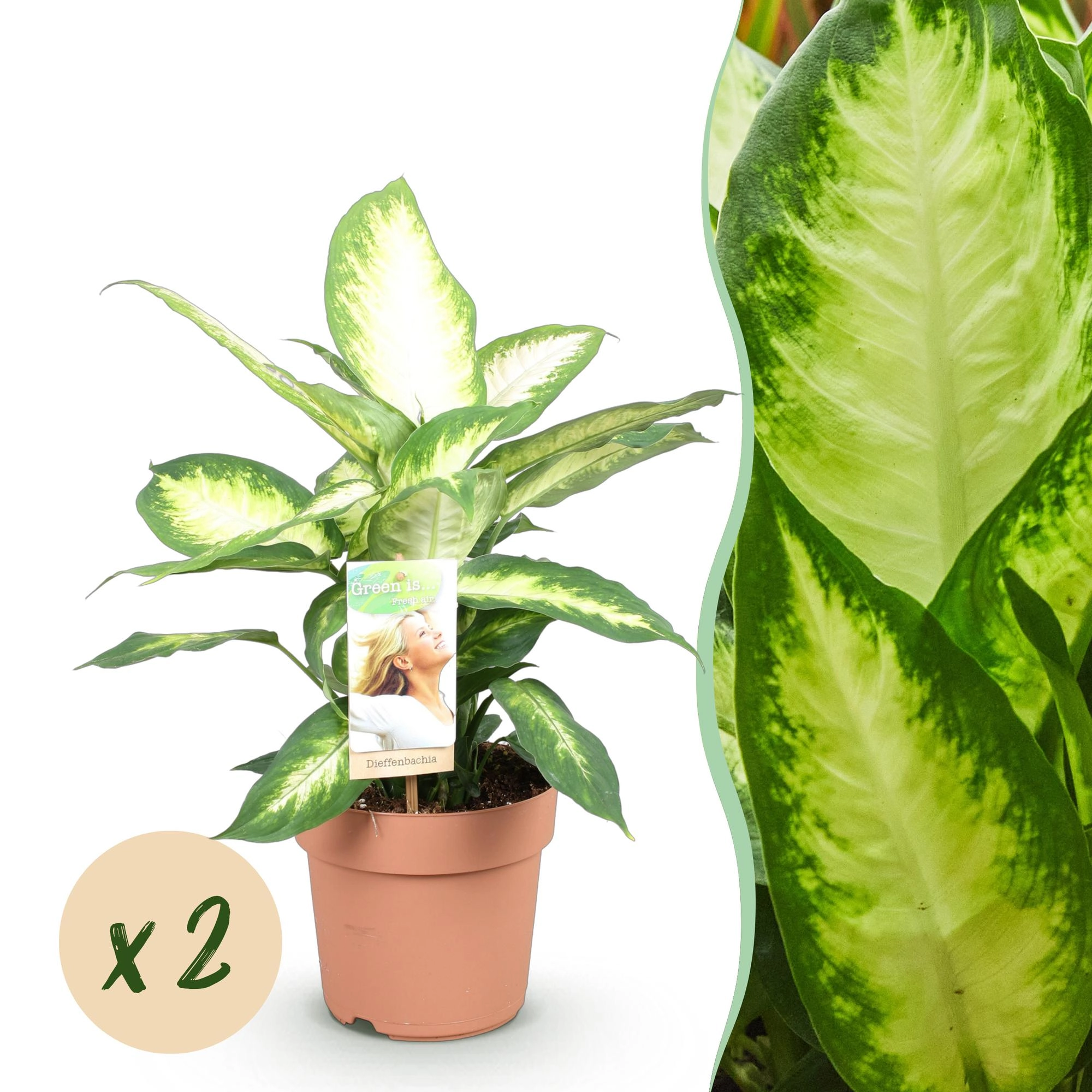 Dieffenbachia Camilla - schöne Zimmerpflanze