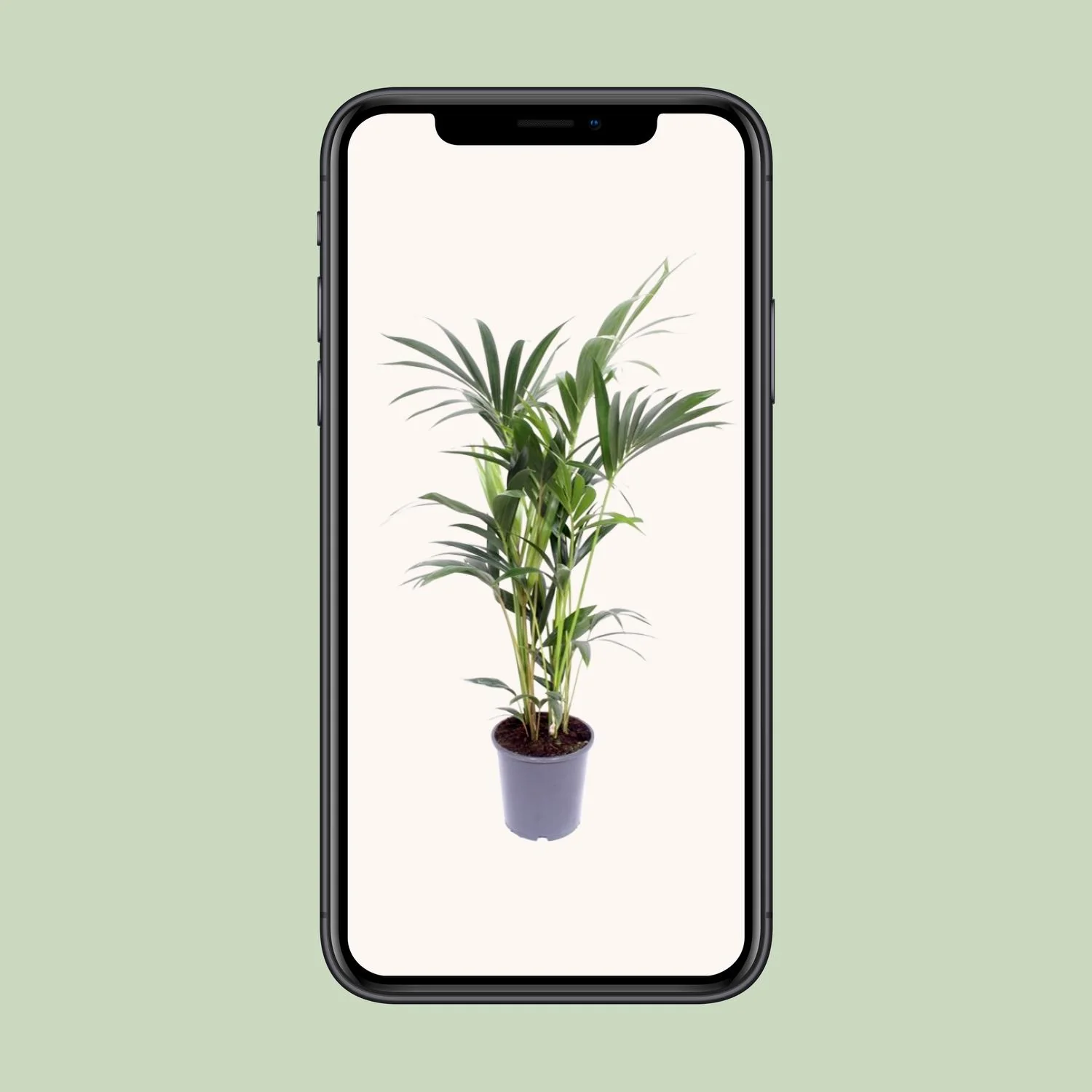 Kentia-Palme mit eleganten Wedeln