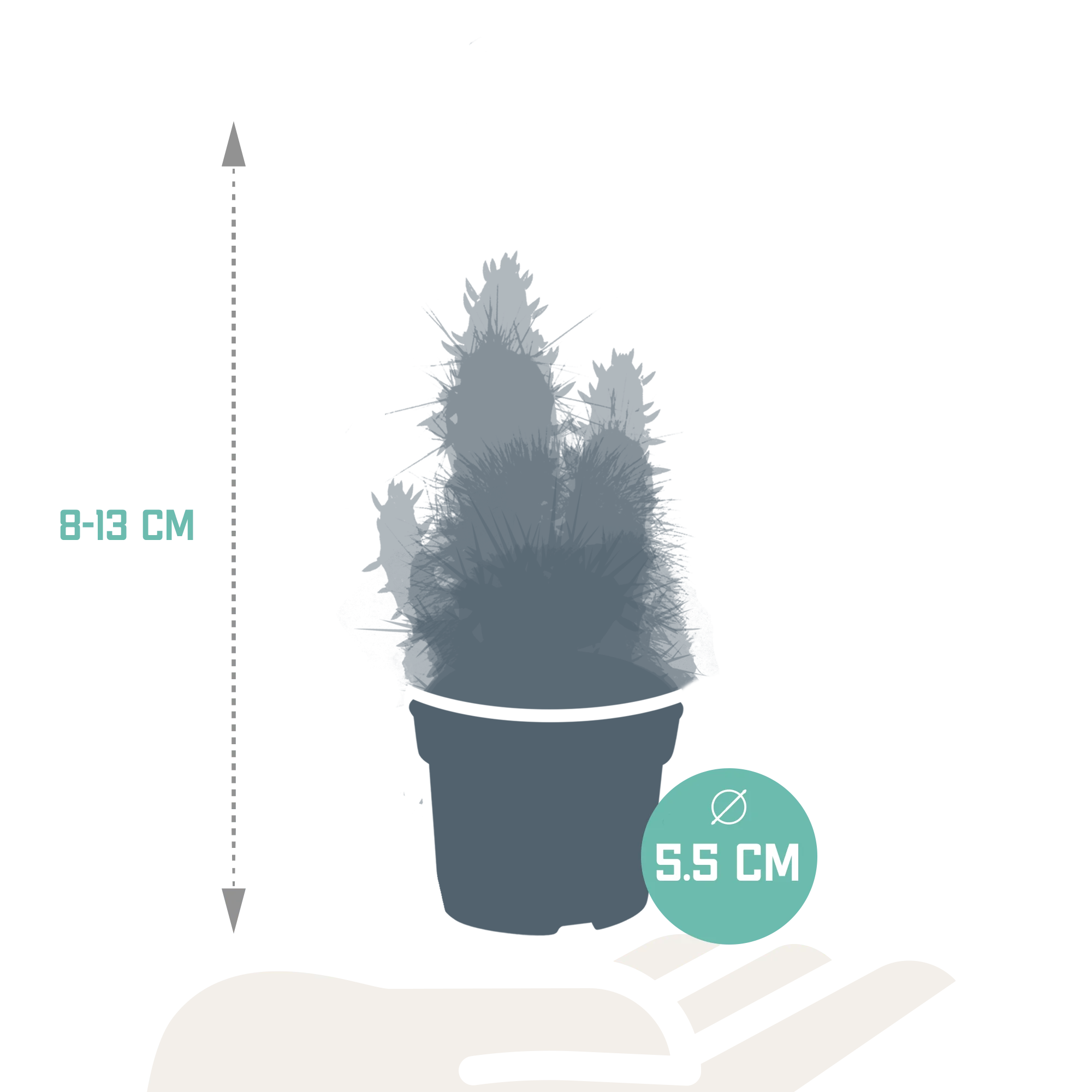 Kaktus und Sukkulenten Mix – Übersicht