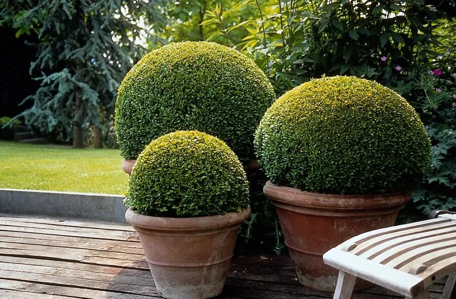 Buxus Sempervirens in einem Garten