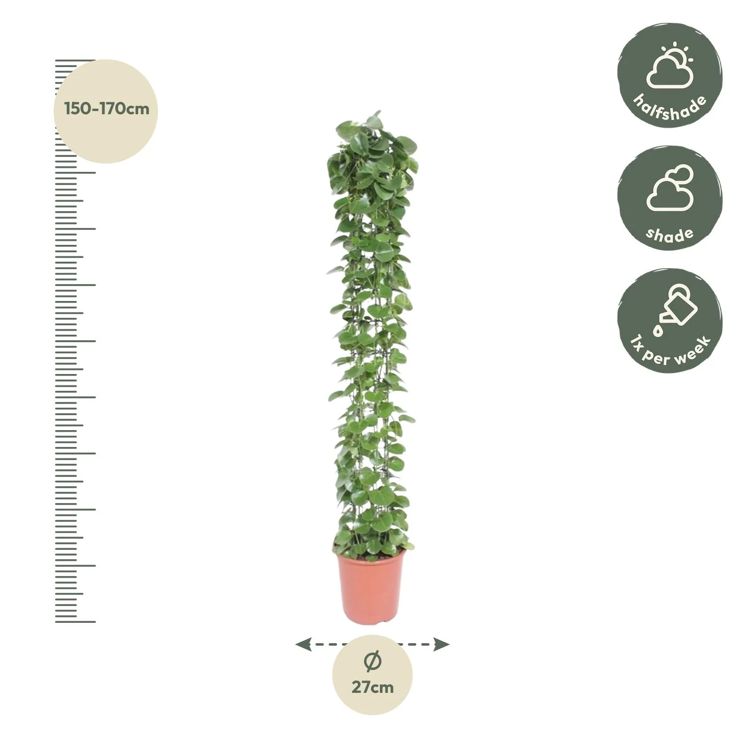 Cissus rotundifolia – Runde Efeu