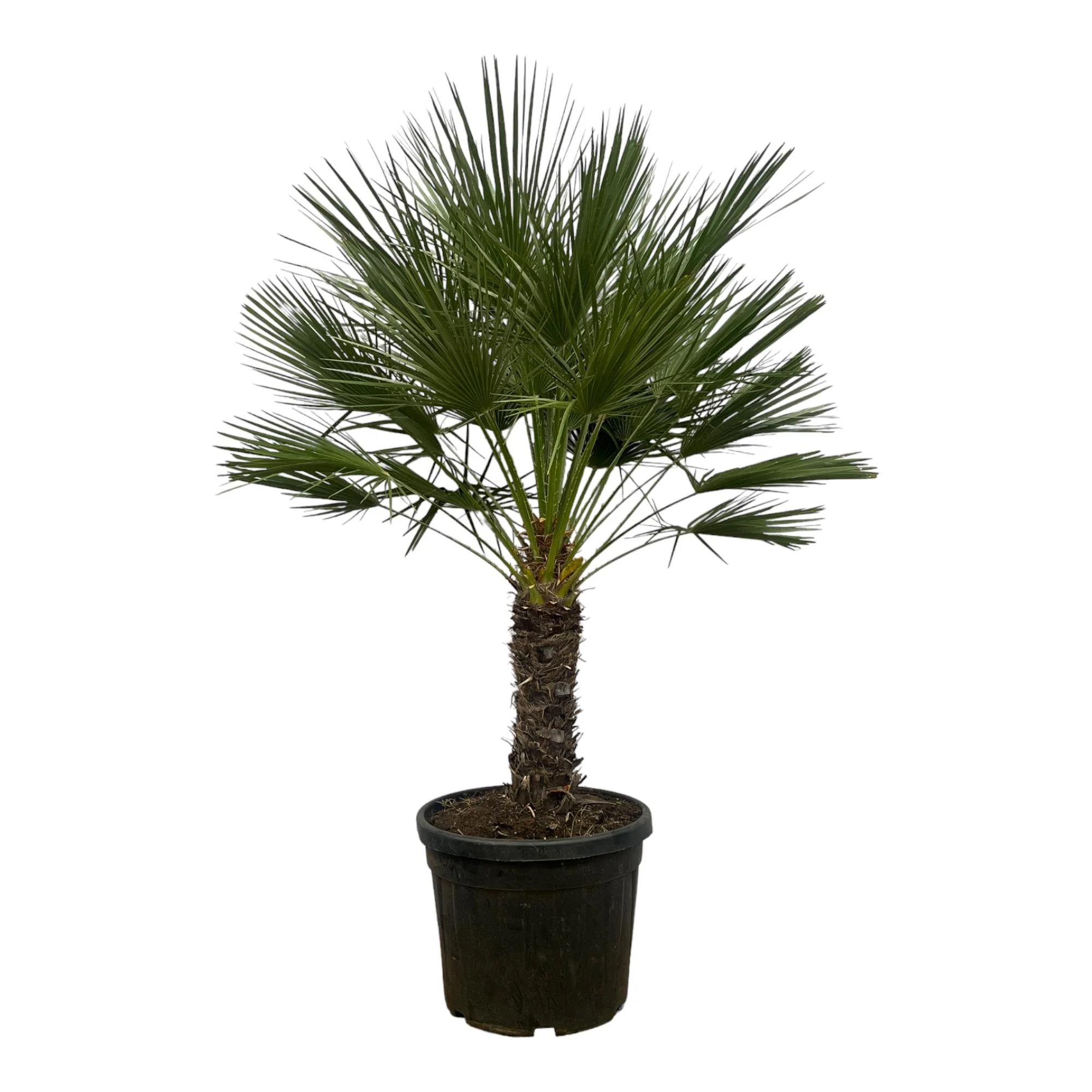 Chamaerops Humilis