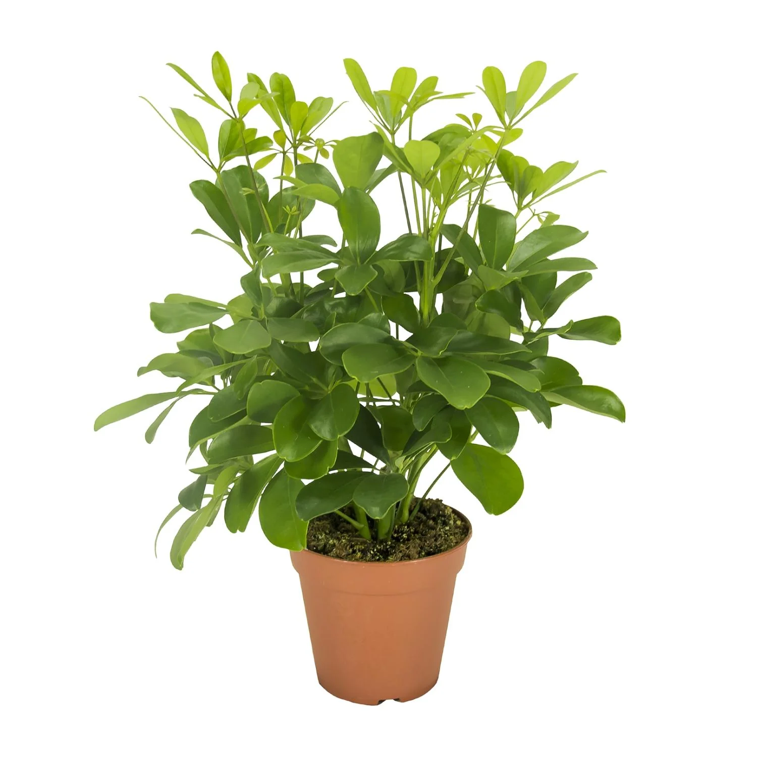 Schefflera Nora