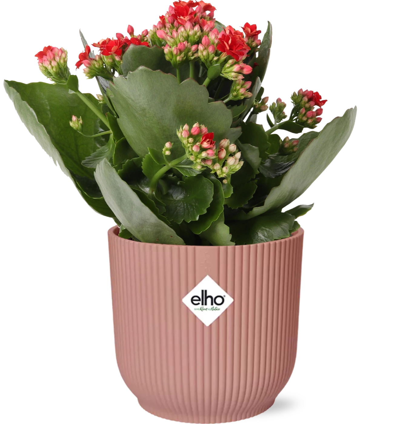 Kalanchoe Rosalina Don Justino in rosa Topf