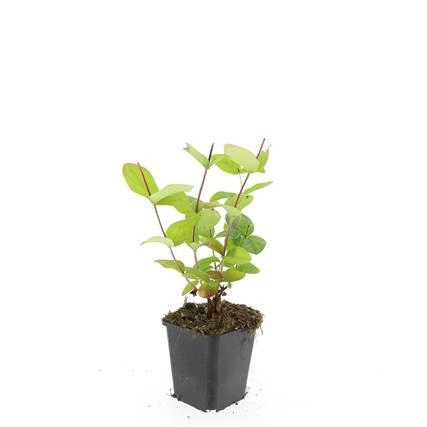 Hypericum 'Beauty' Blüte