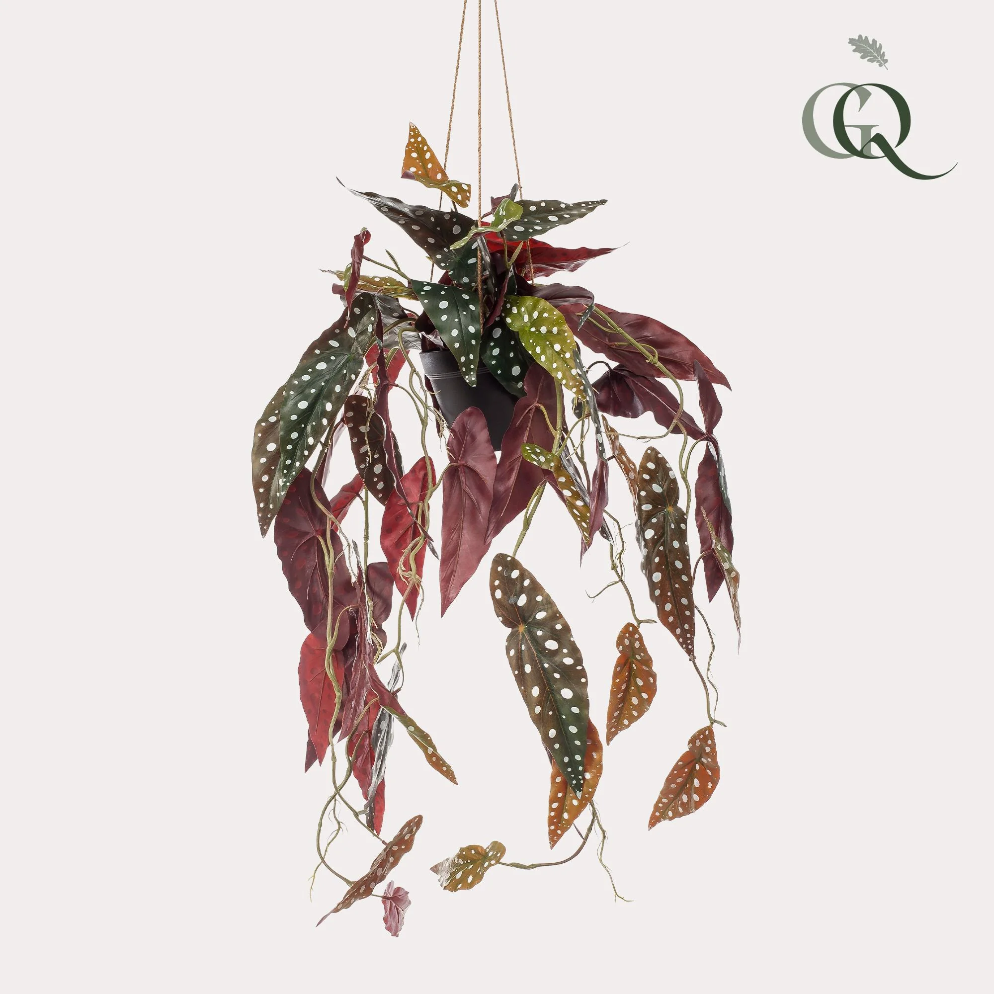 Detailansicht der Kunst-Begonia Maculata