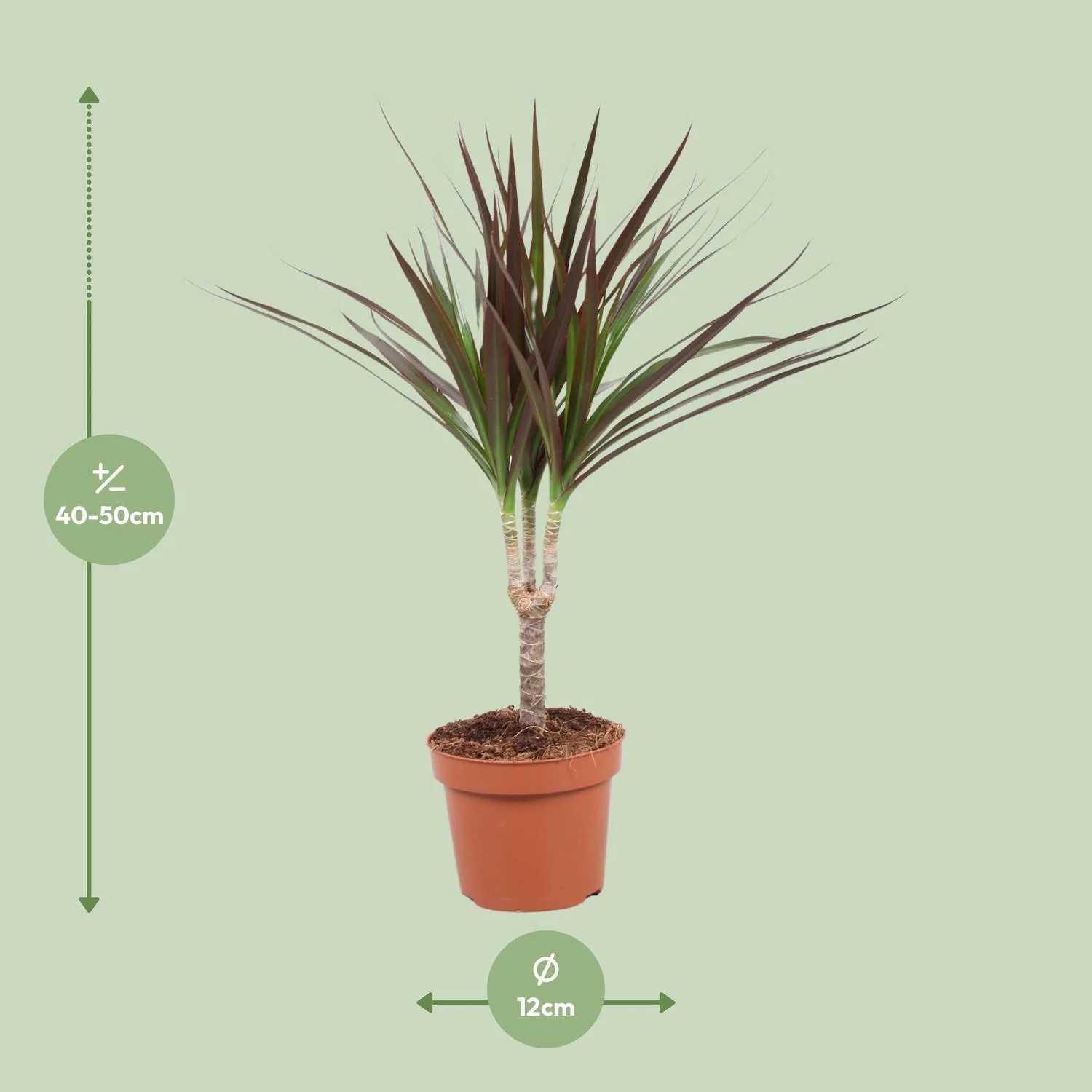 Dracaena Magenta Pflanze