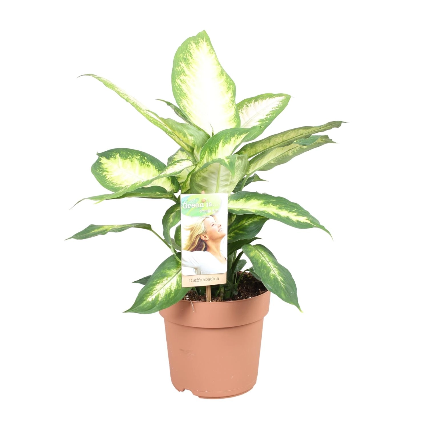 Dieffenbachia Zimmerpflanze