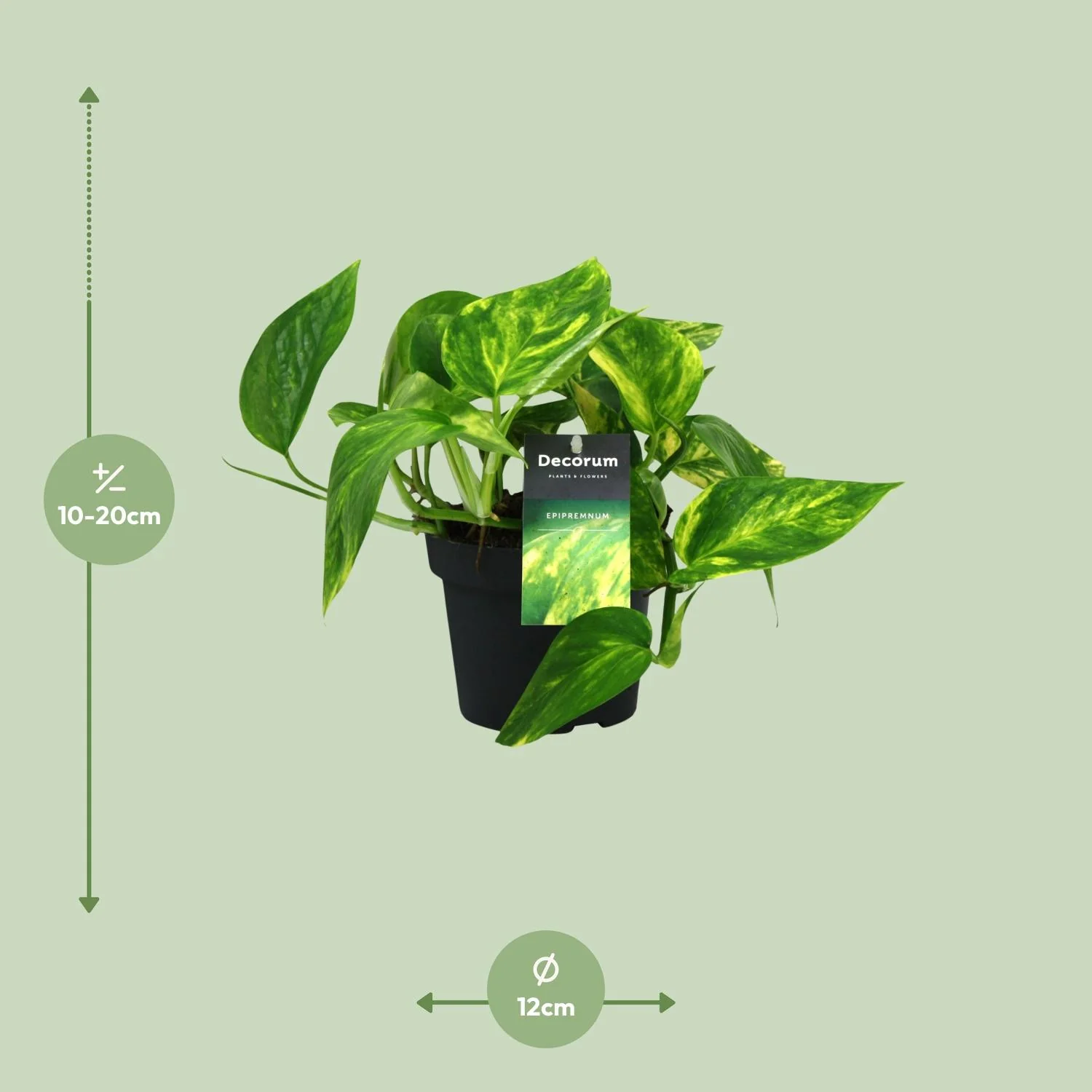 Scindapsus Pinnatum im Topf