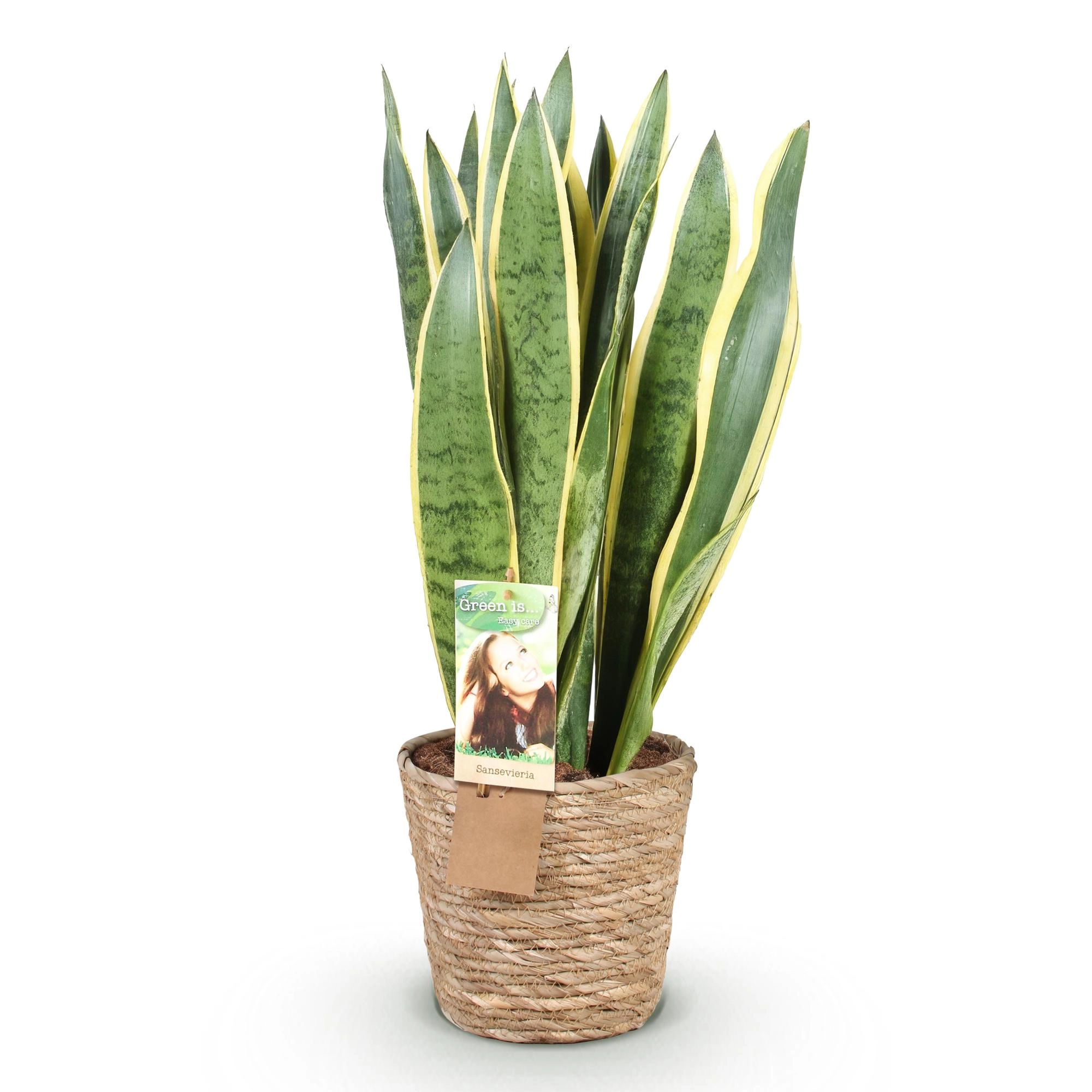 Sanseveria Laurentii im Topf, Frontalansicht