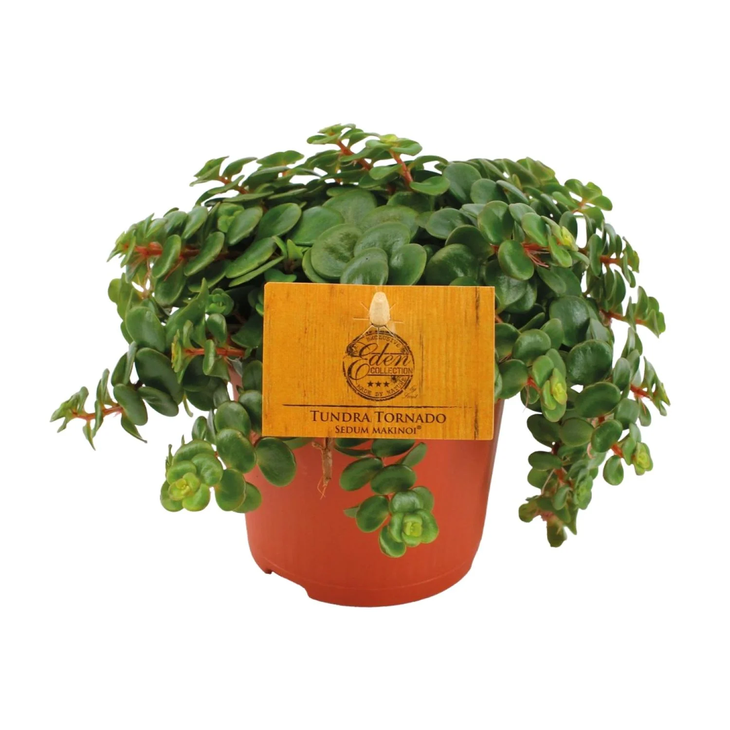 Sedum Tornado Pflanzenportrait