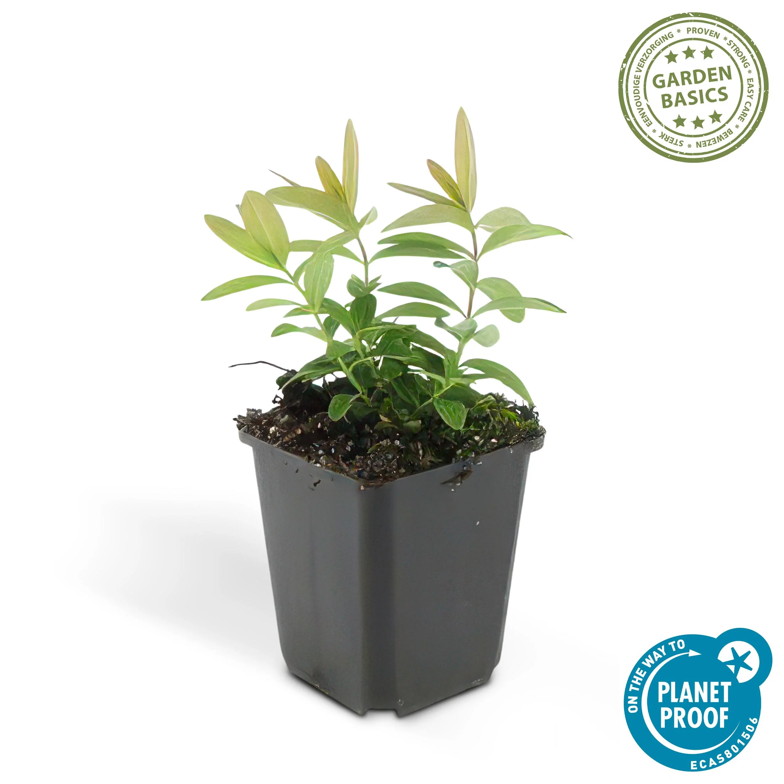 Detailansicht von Hypericum calycinum