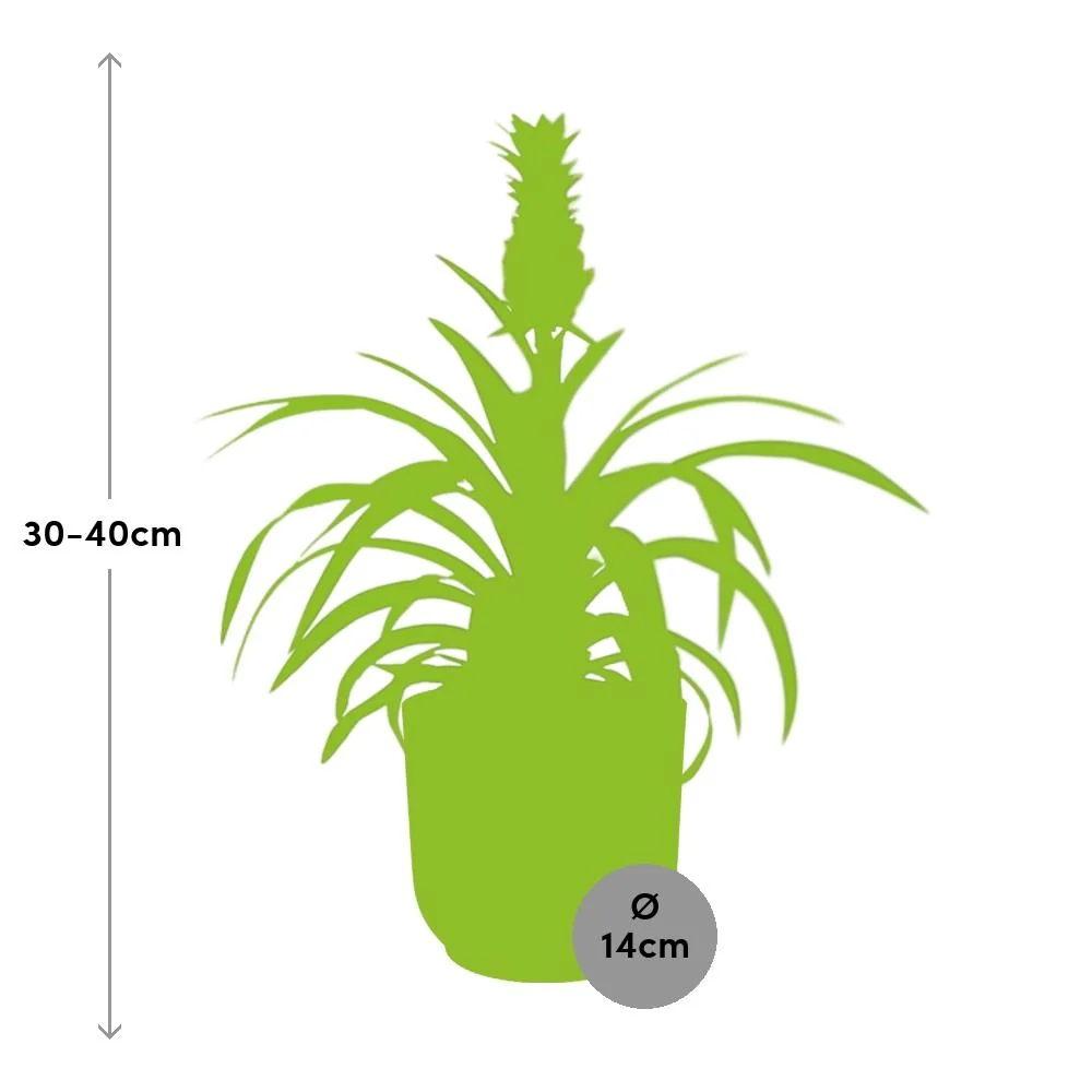 Ananas-Pflanze in einer schönen Umgebung