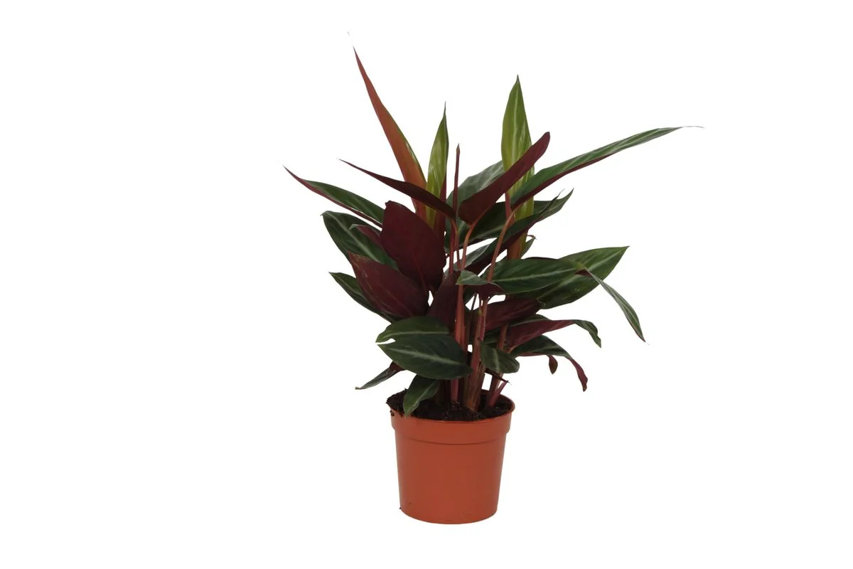 Nahaufnahme der Blätter der Calathea Stripestar