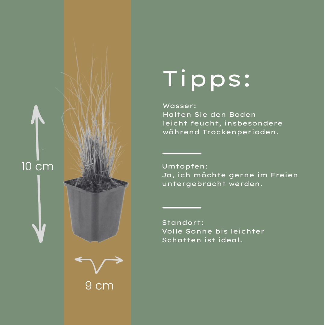 Diamantgras im Garten