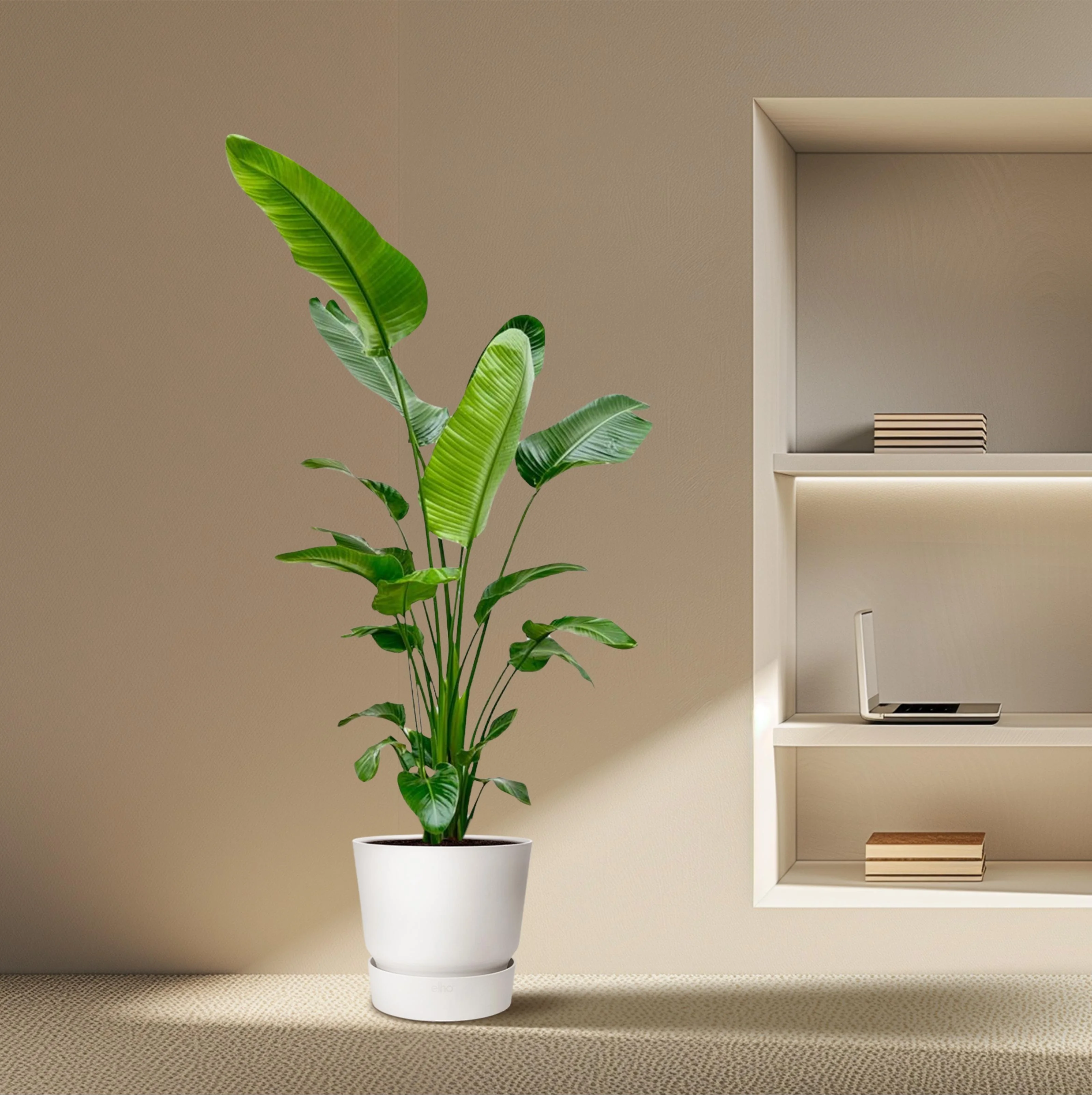 Strelitzia Nicolai Blüte