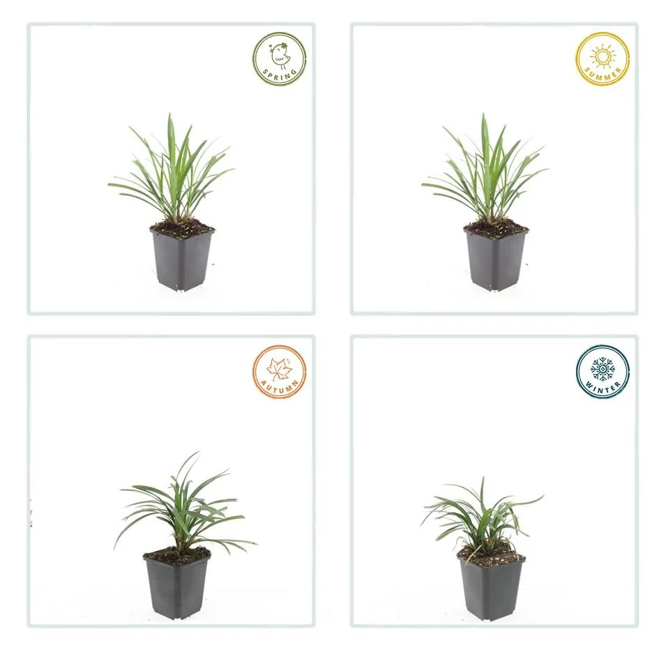 Detailaufnahme der Blätter und Blüten