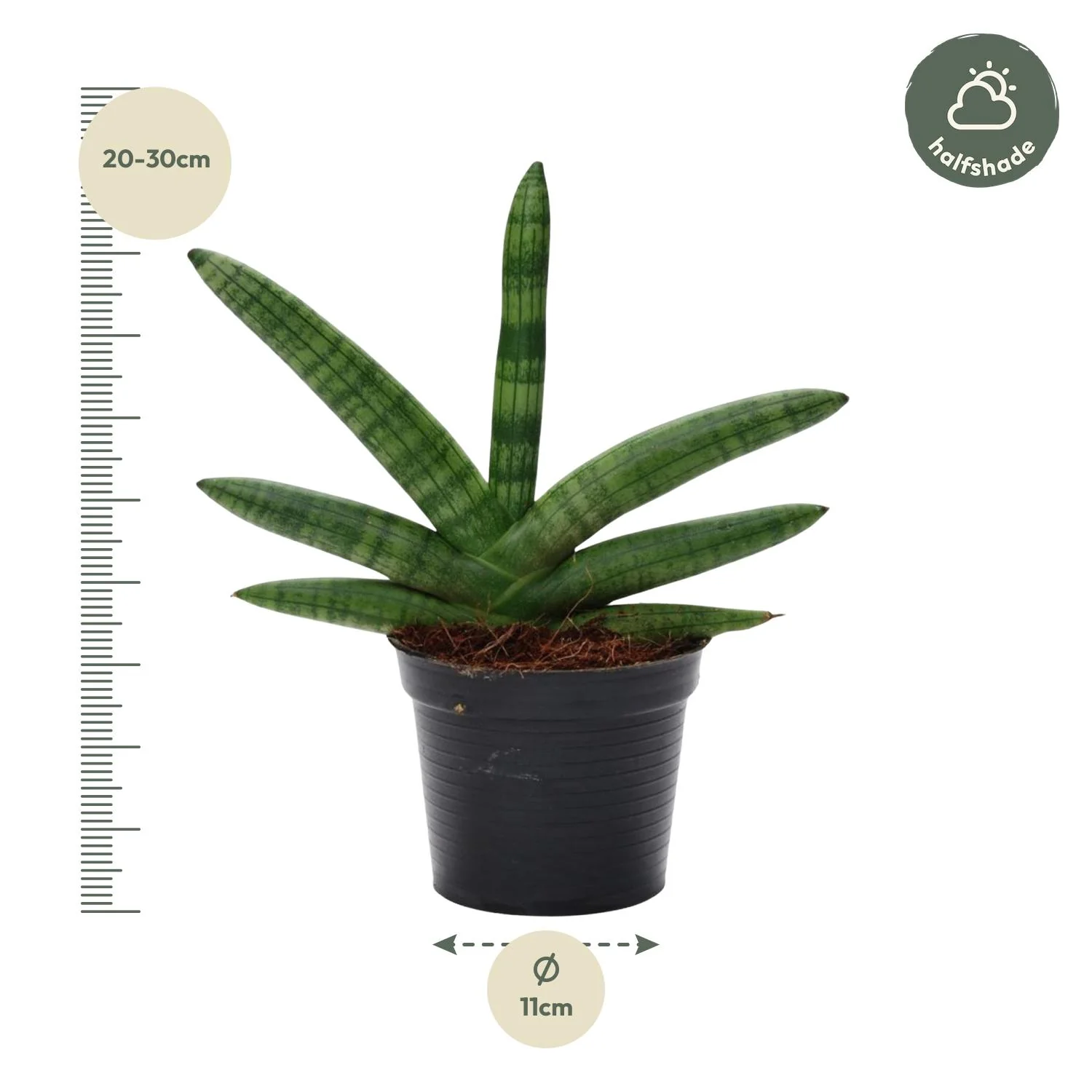 Sansevieria Skyline Detailansicht