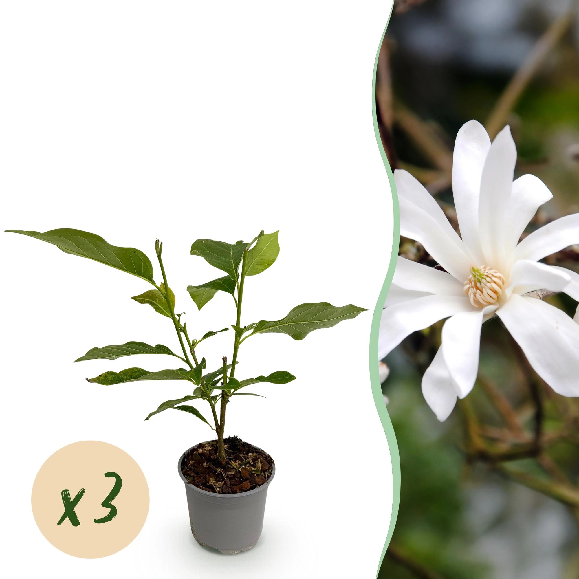 Schöner Zierstrauch Magnolia stellata