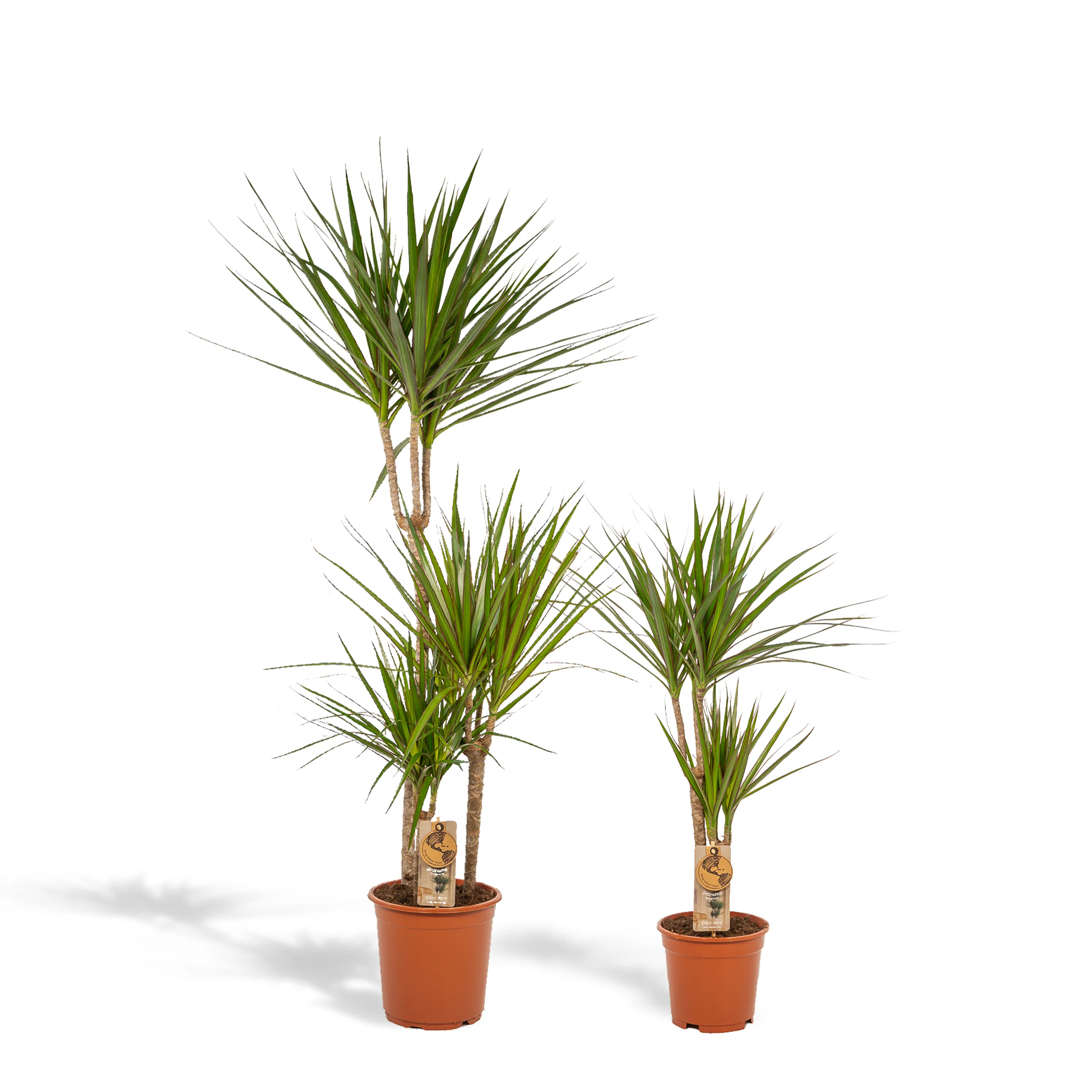Dracaena Pflanzen