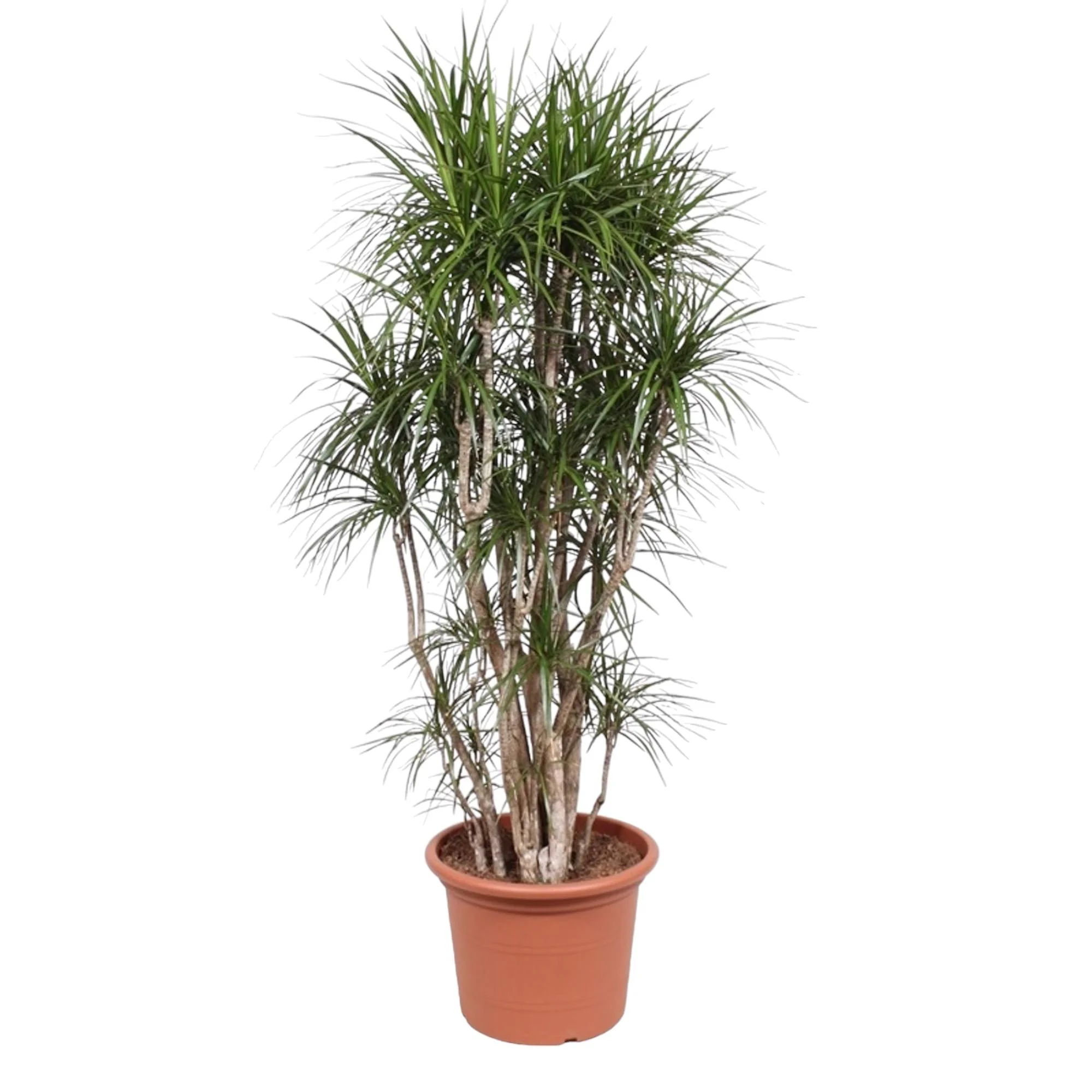 Nahaufnahme von Dracaena Marginata Blättern
