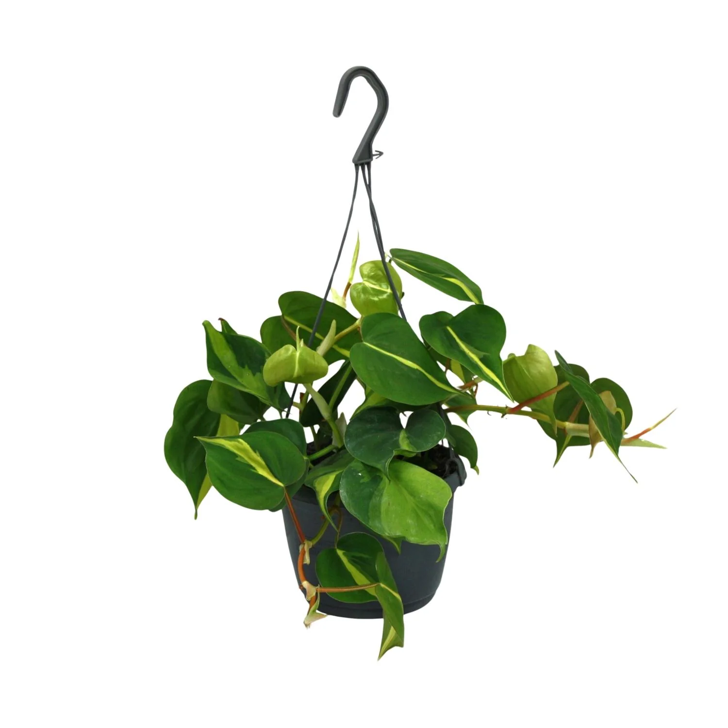 Philodendron Scandens Brasil im Innenraum