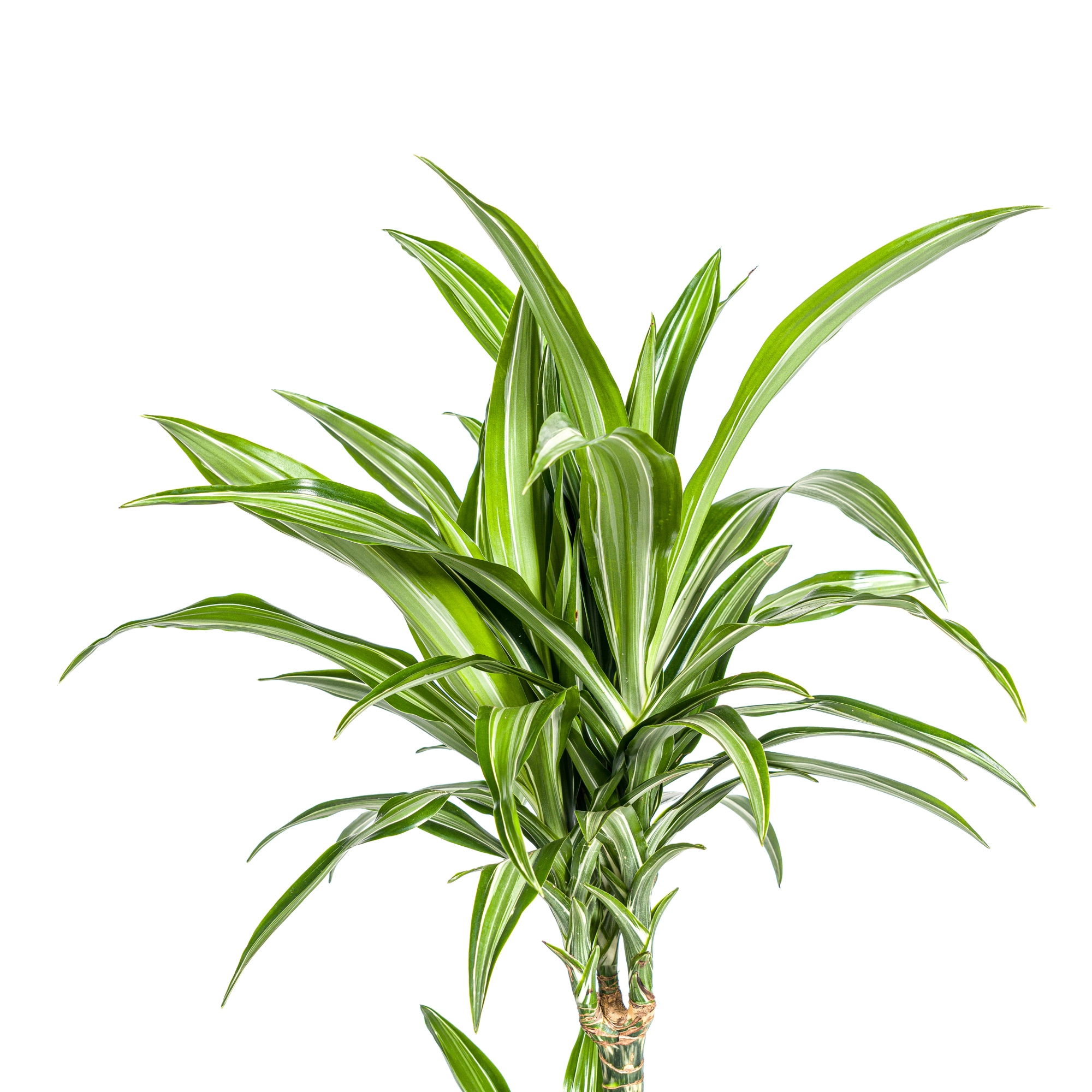 Dracaena Deremensis White Stripe - Lizenz zur Pflege