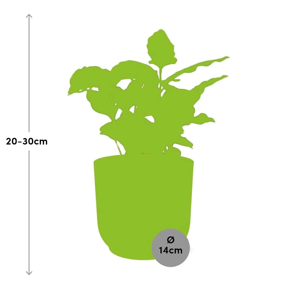 Coffea arabica in Innenraum