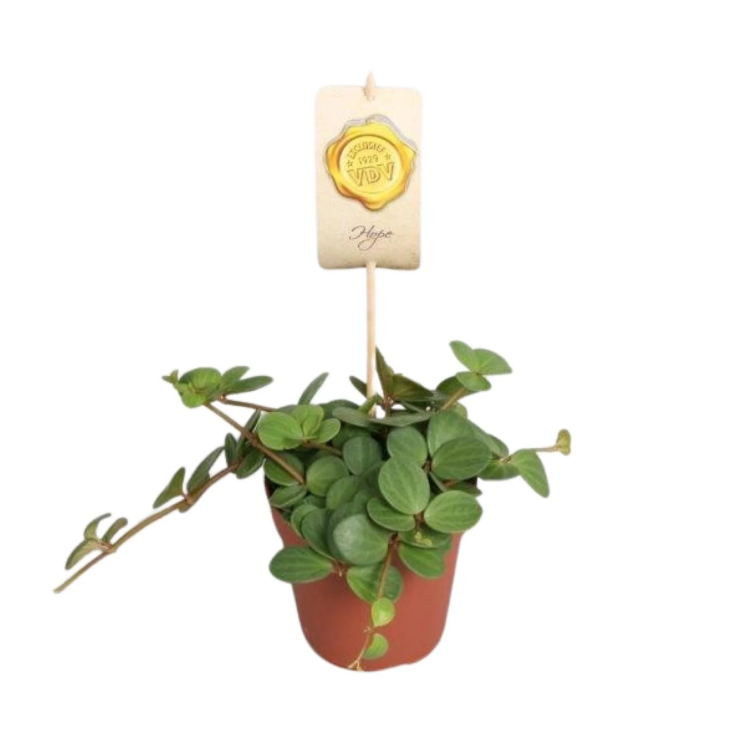 Peperomia Hope