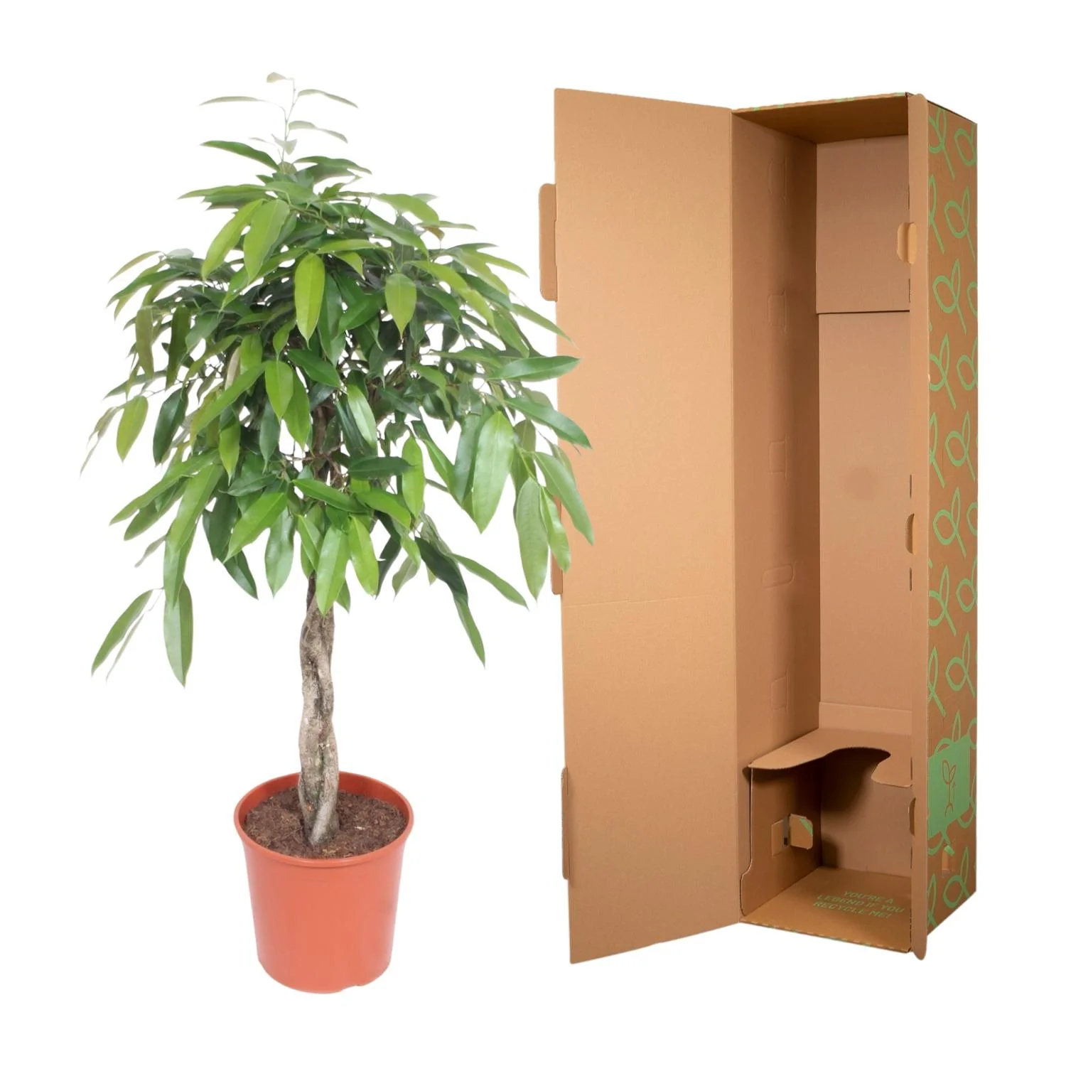 Ficus Amstel King