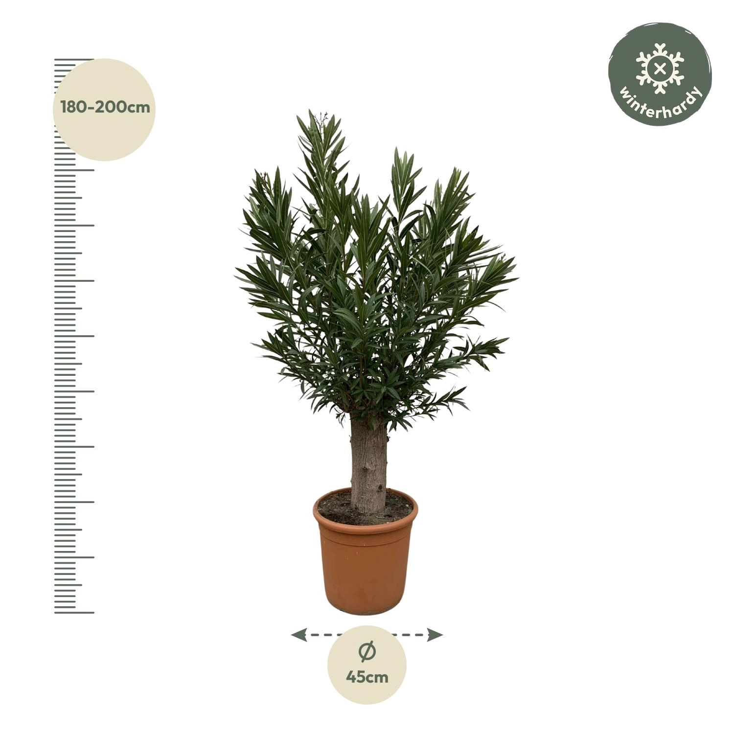 Nerium Oleander Bonsai – Pflanze
