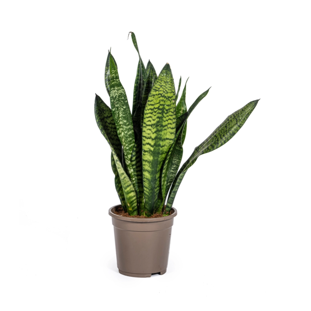 Sansevieria Trifasciata Zeylanica Compacta in voller Pracht