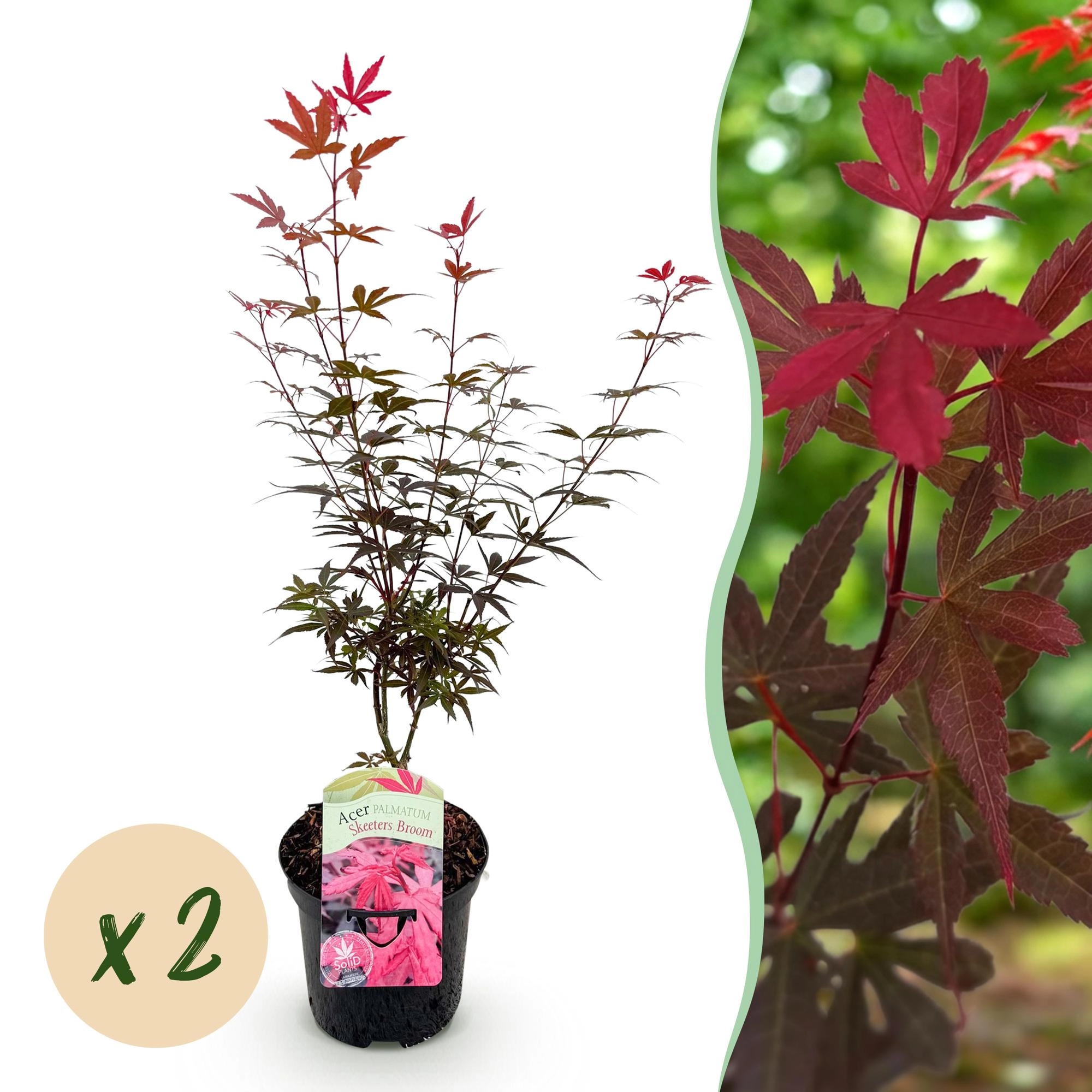 Acer palmatum Skeeters Broom mit frischen Blättern