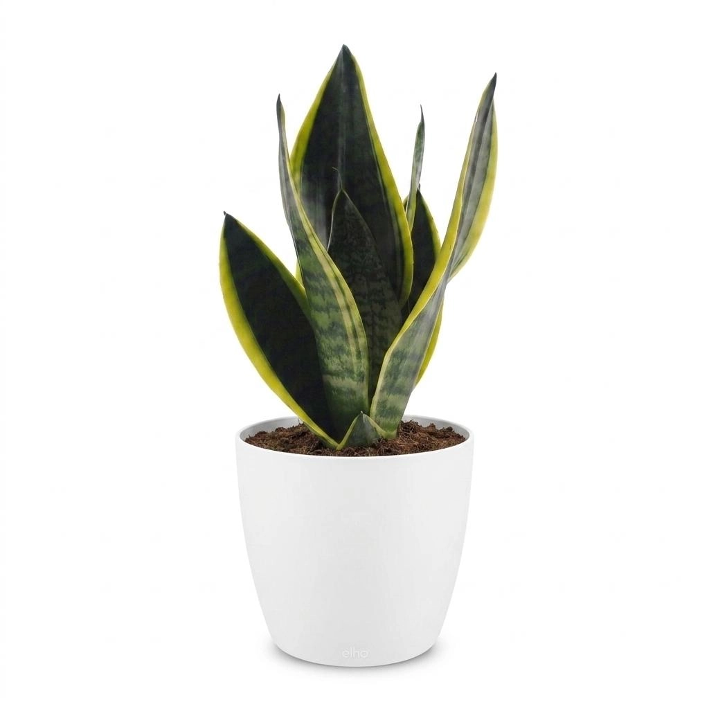 Sansevieria Future Superb als Bogenhanf-Zimmerpflanze