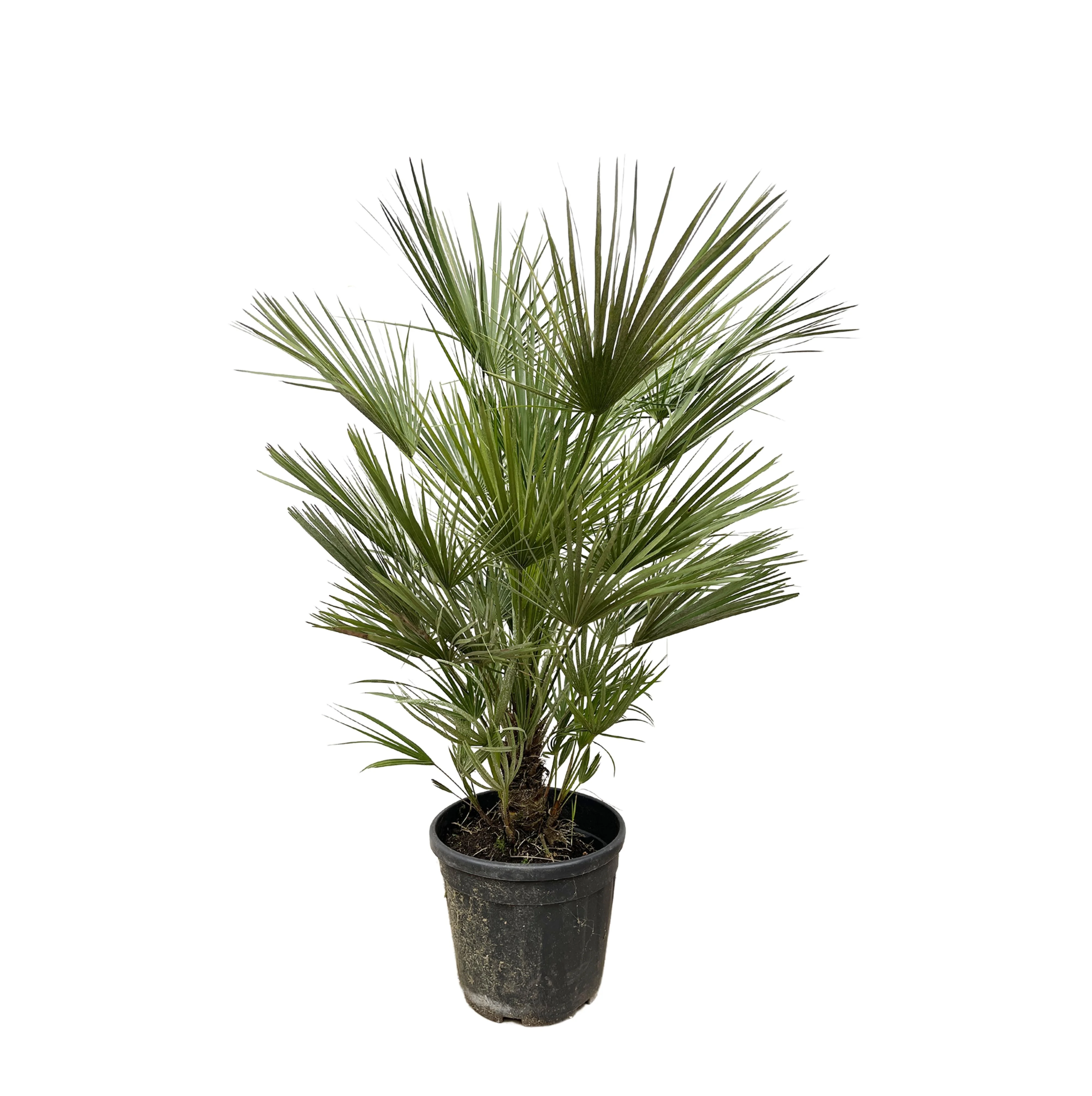 Chamaerops Humilis - 150cm