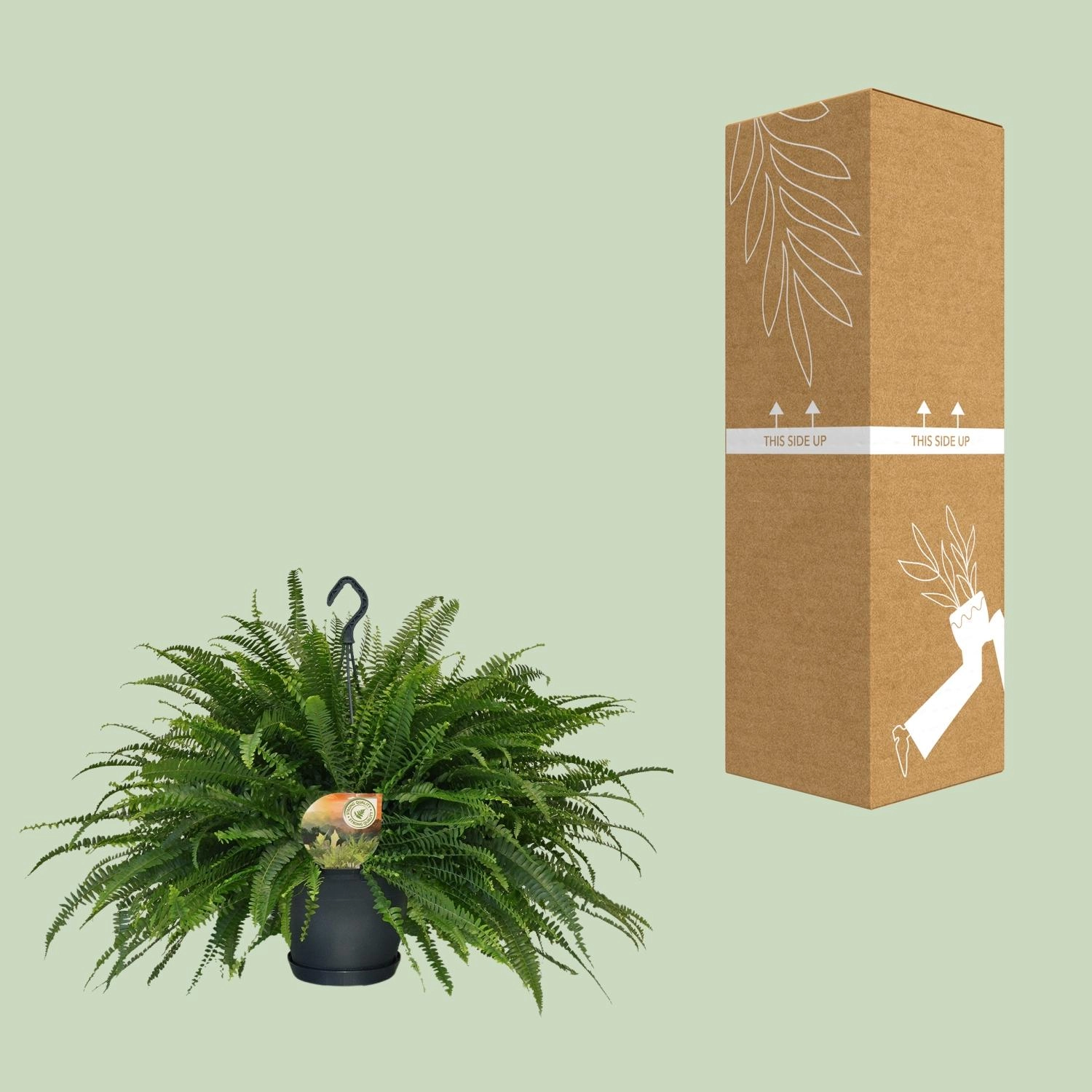 Eleganter Boston-Farn mit üppigen Wedeln