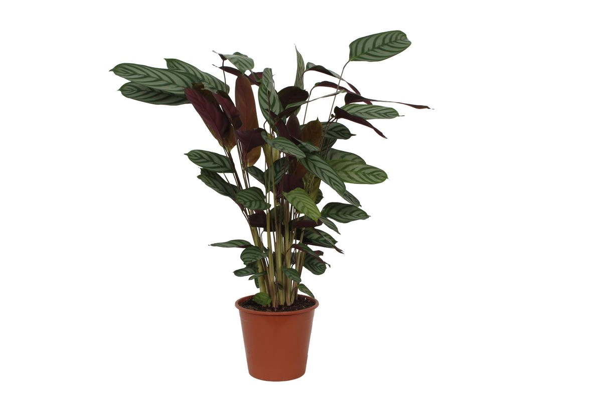 Calathea Compactstar Pflanzenansicht