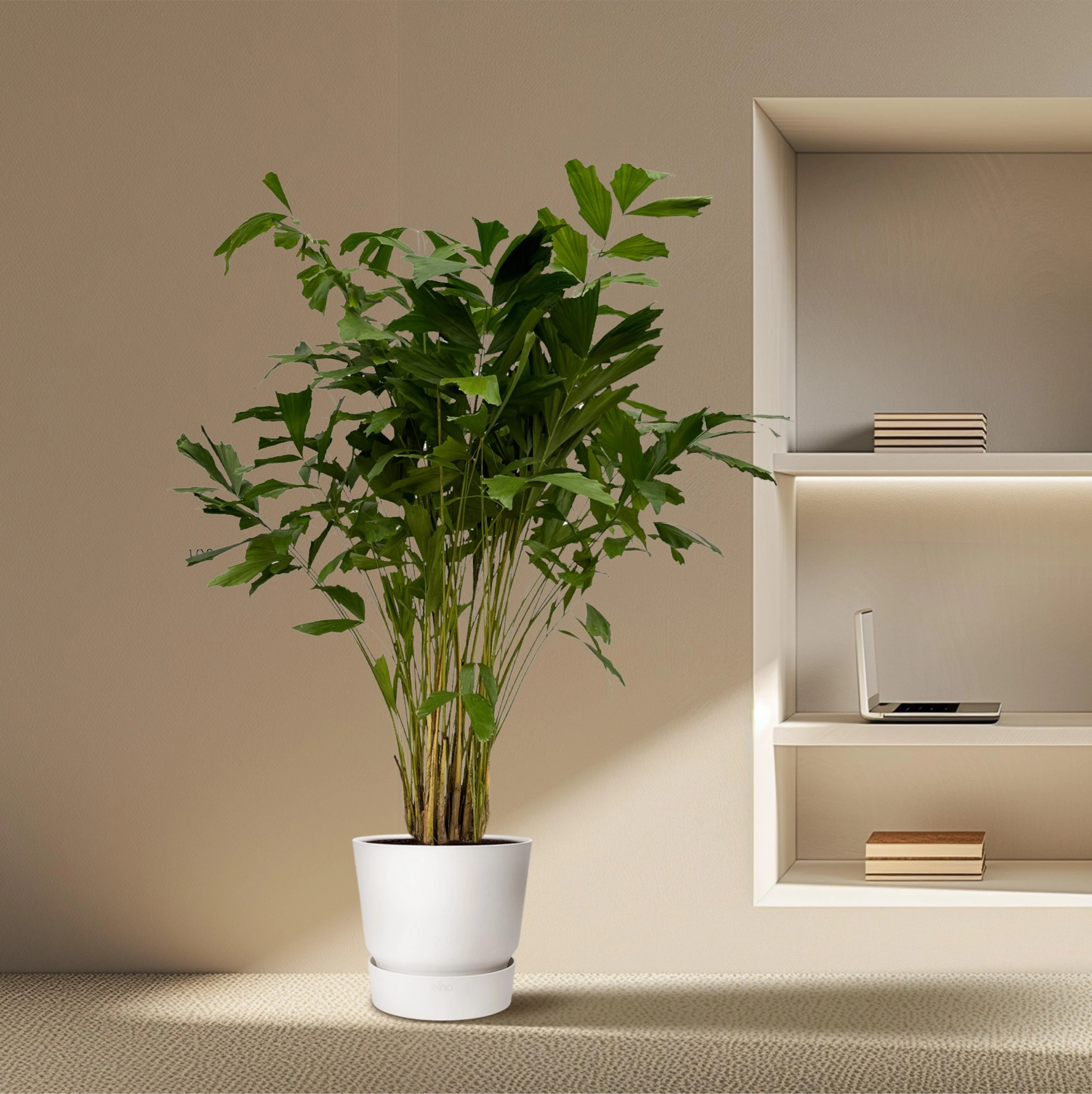 Caryota Mitis – Fischschwanzpalme