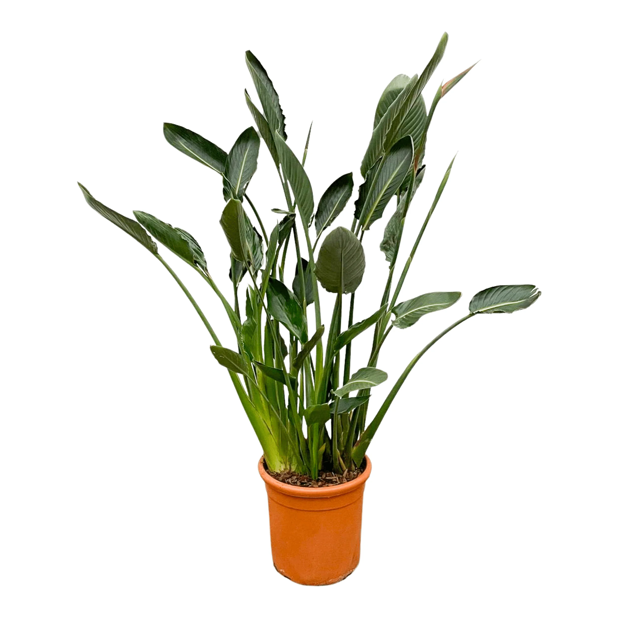 Strelitzia Reginae Detailansicht
