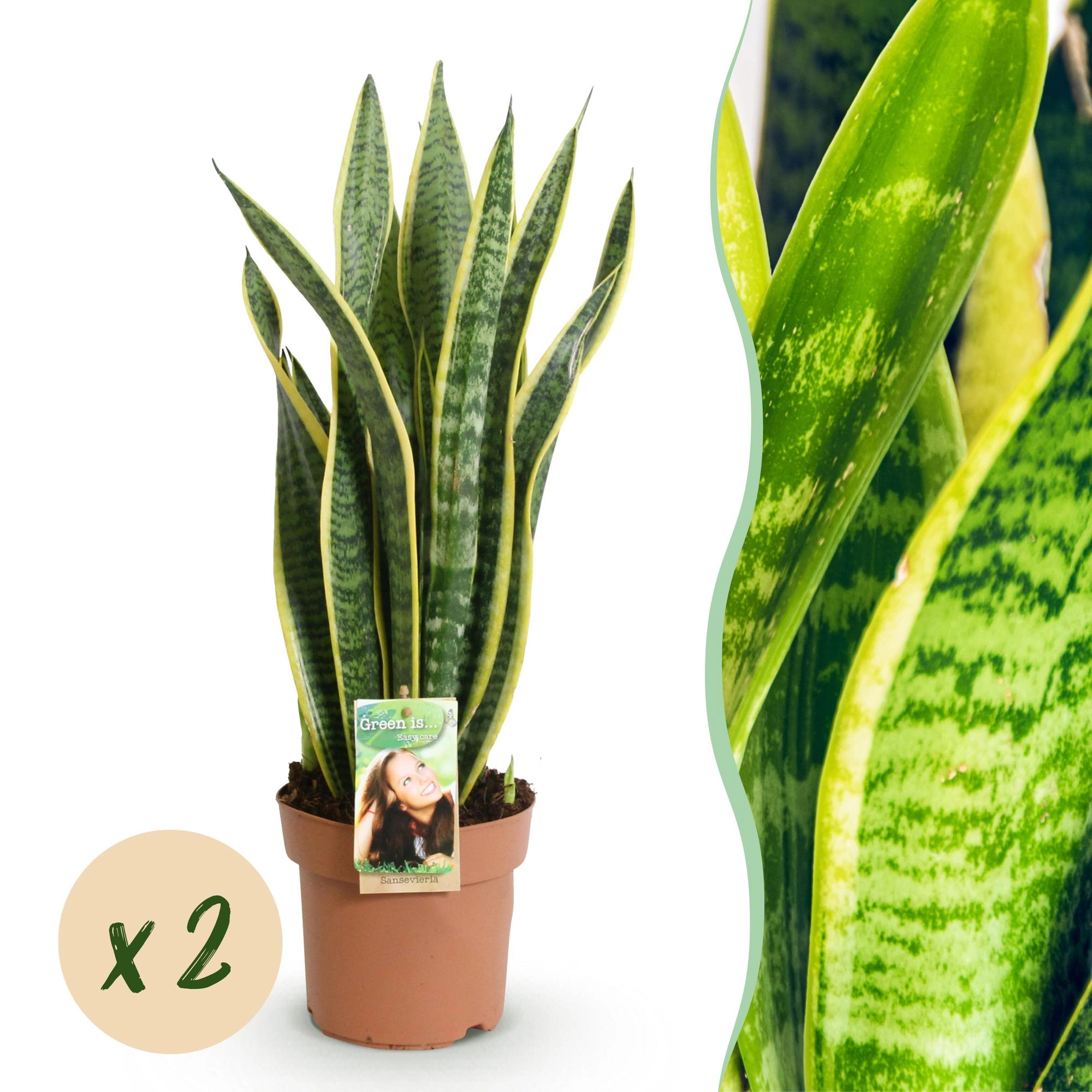 Sanseveria Laurentii in voller Pracht